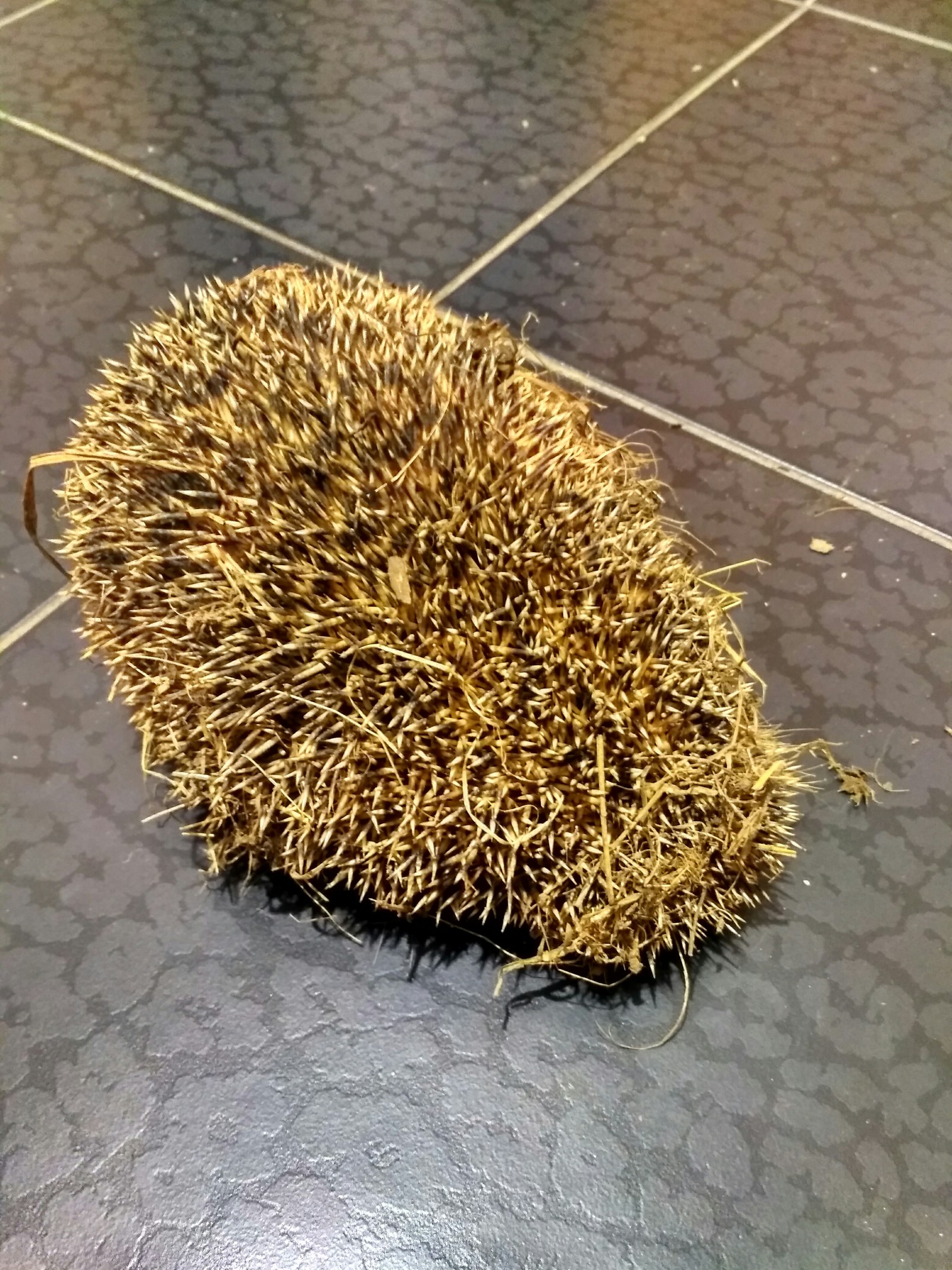 The dog dug up the hedgehog. - My, Dog, Hedgehog, Spring, Longpost