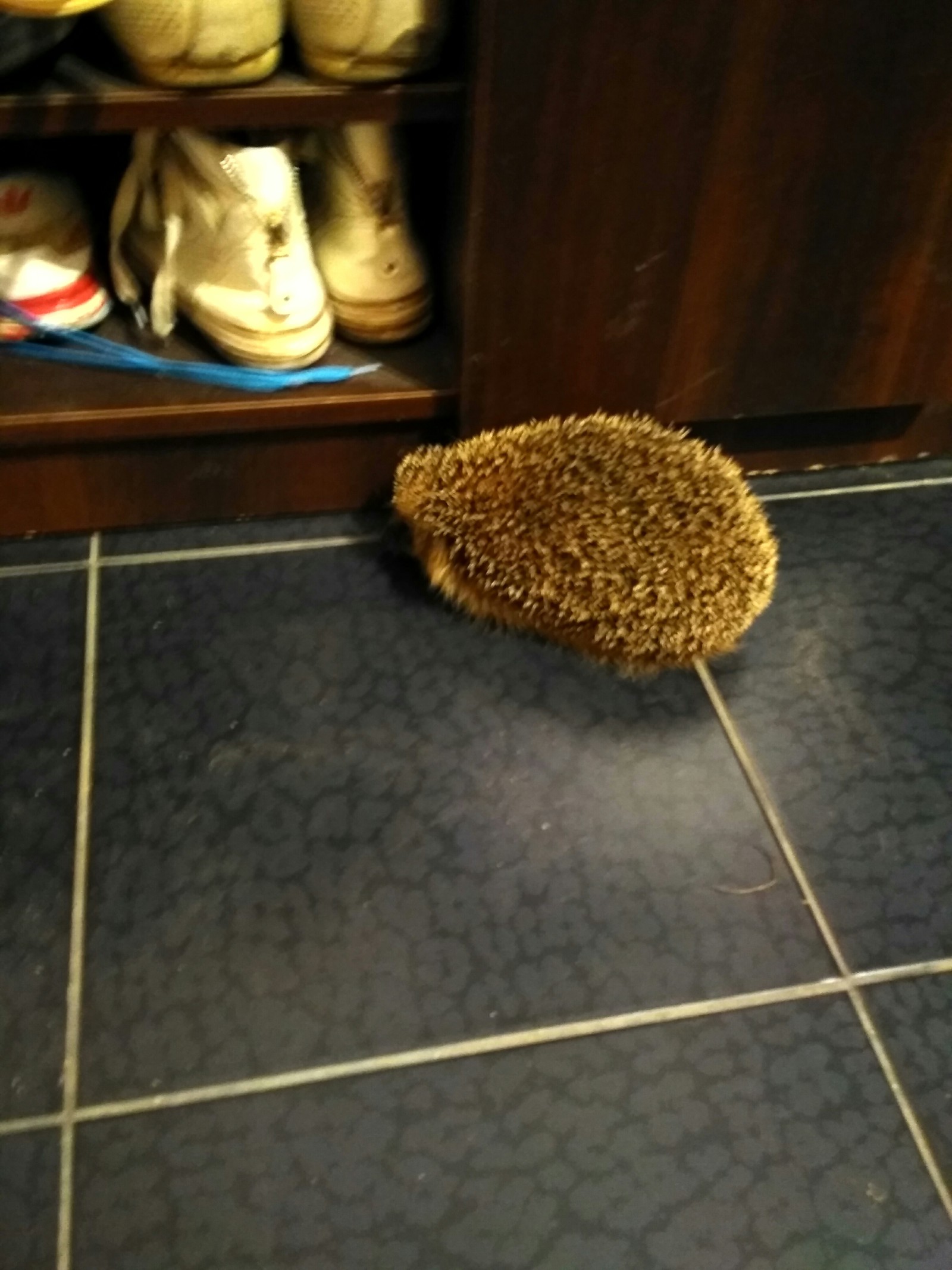 The dog dug up the hedgehog. - My, Dog, Hedgehog, Spring, Longpost