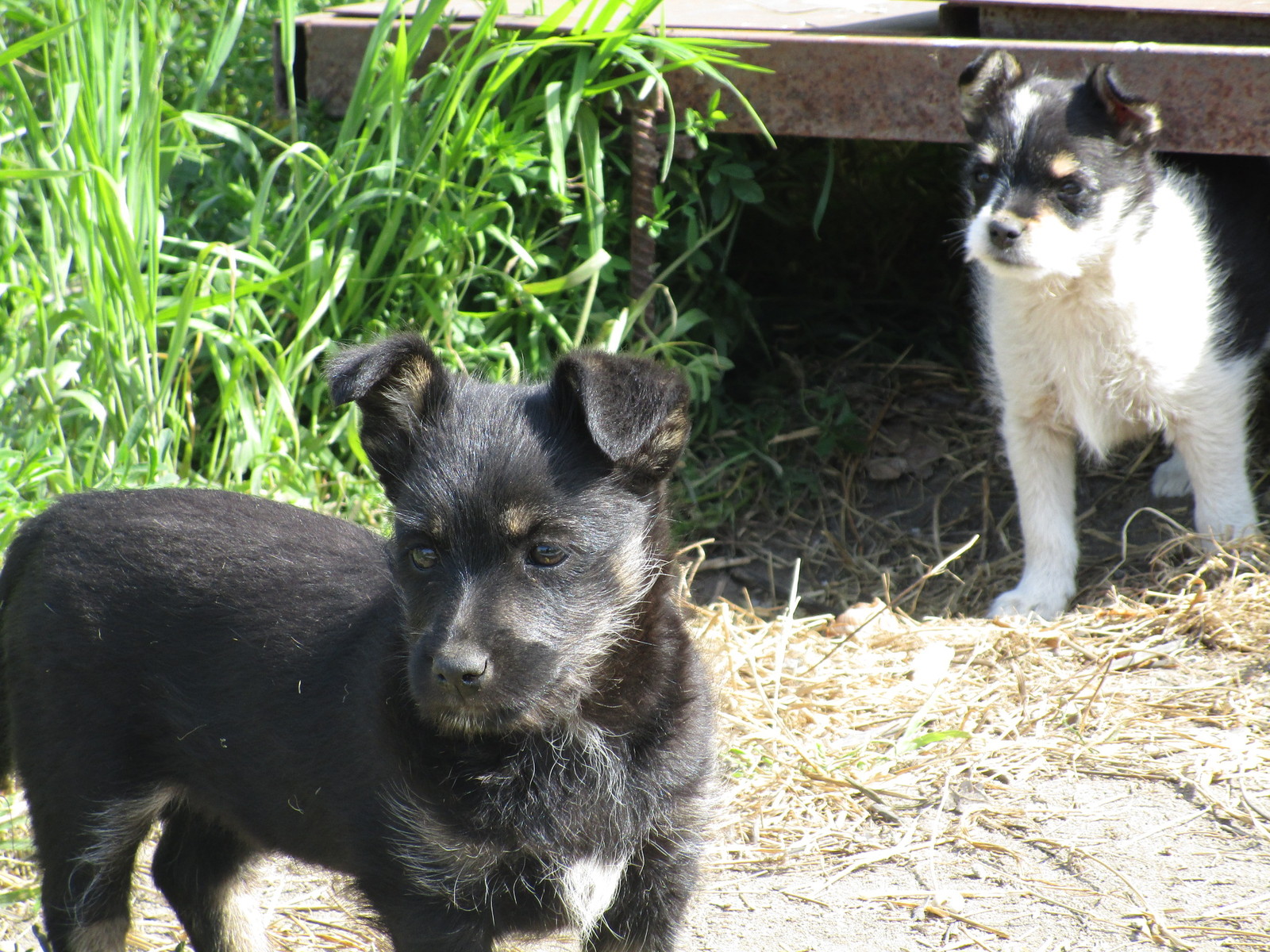 And who do we have here?)) - My, Dog, Puppies, Pet, Milota, Longpost, Pets
