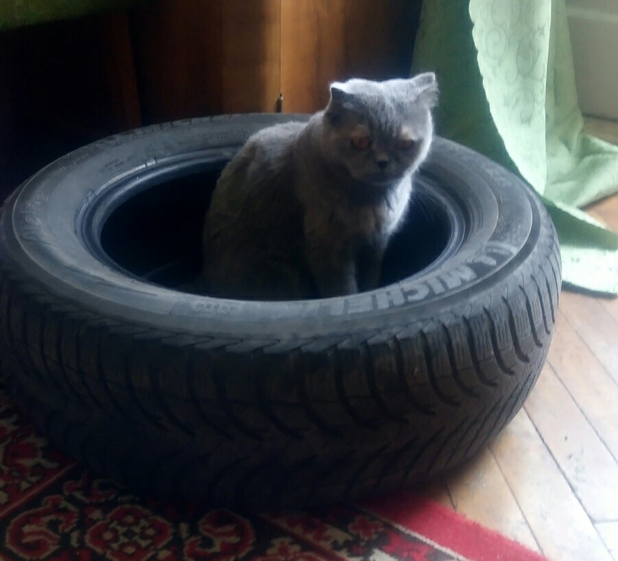 Circle of level-up tape, or I've seen some shit - My, Scottish lop-eared, A circle, Some shit, Tires, cat