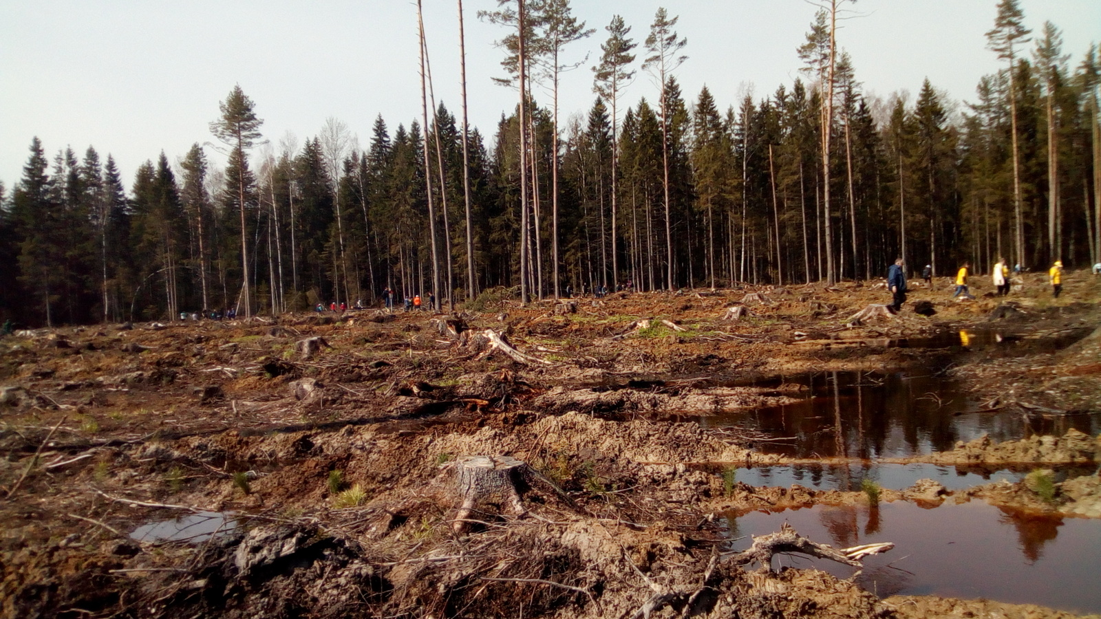 planting scaffolding - My, Forest, Text, Landing, Feces, Longpost