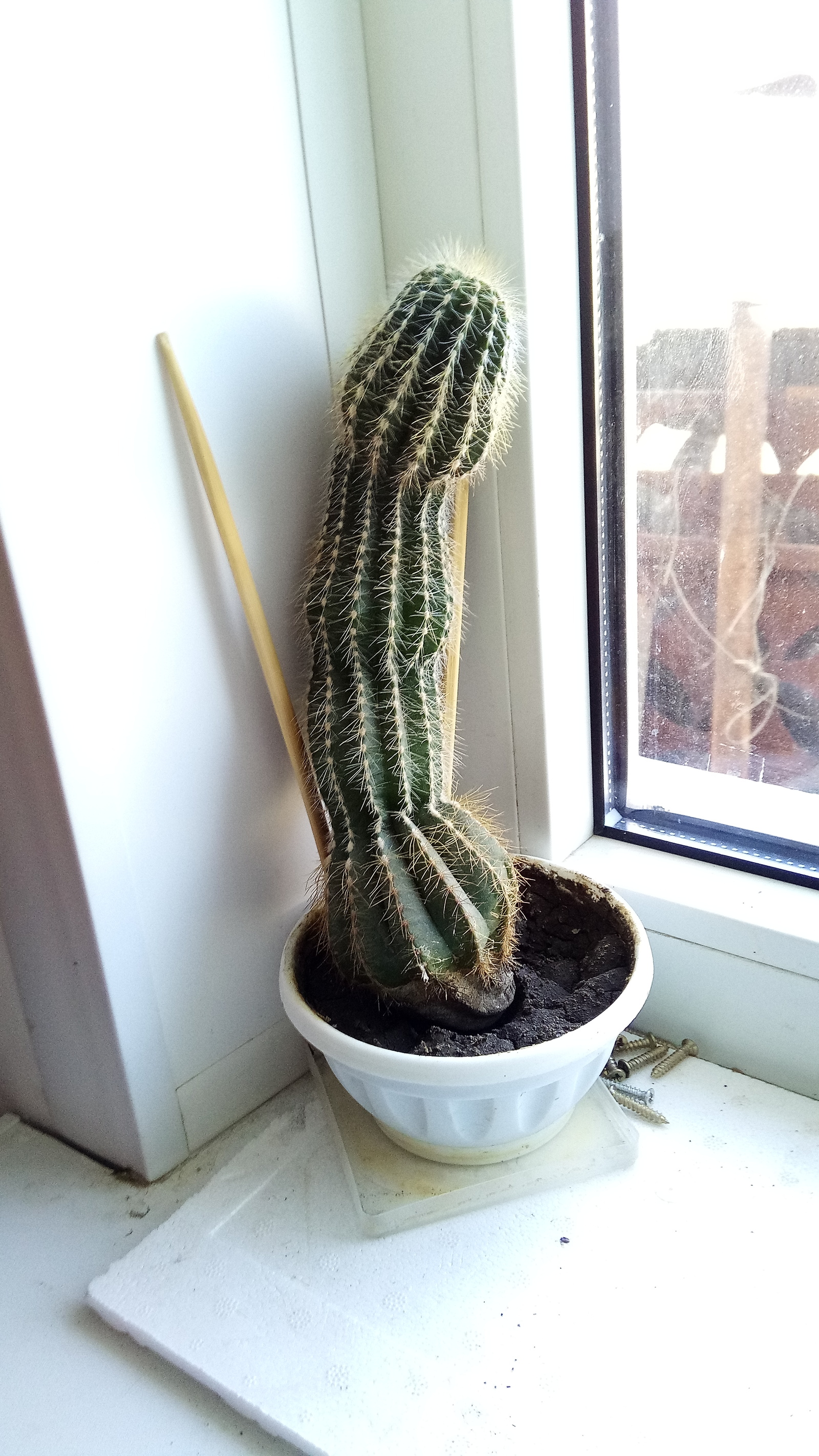 Cactus 2.0 - Cactus, , Without vulgarity