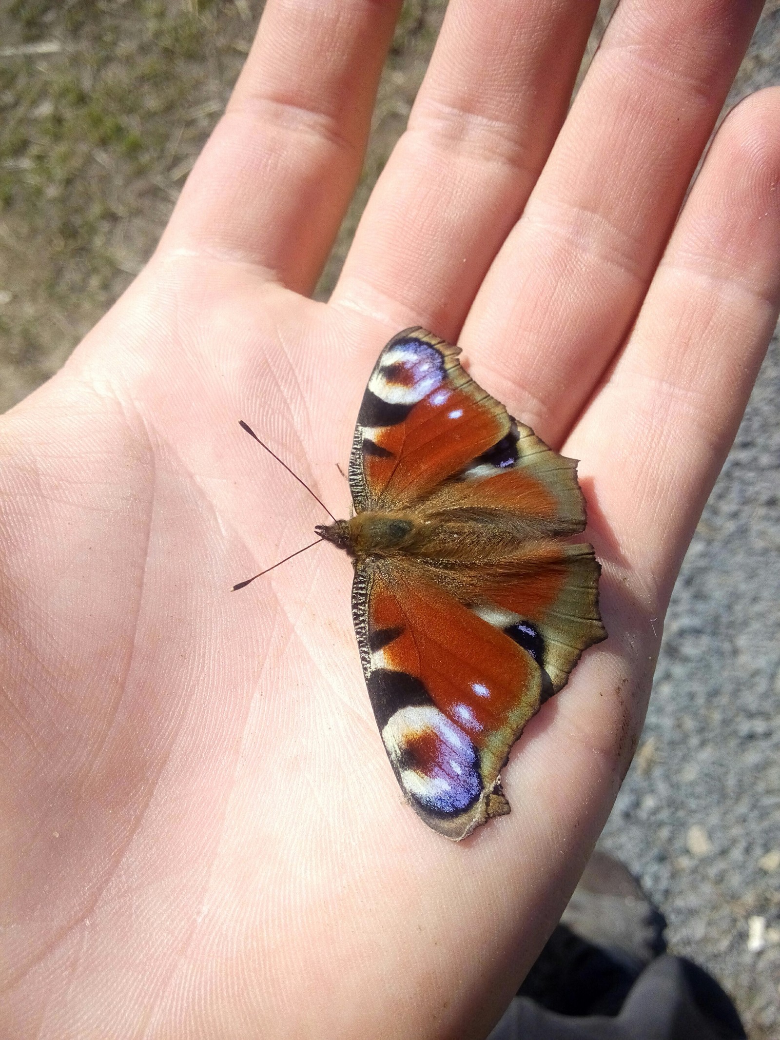 Spring - My, Spring, Weather, Question, Butterfly