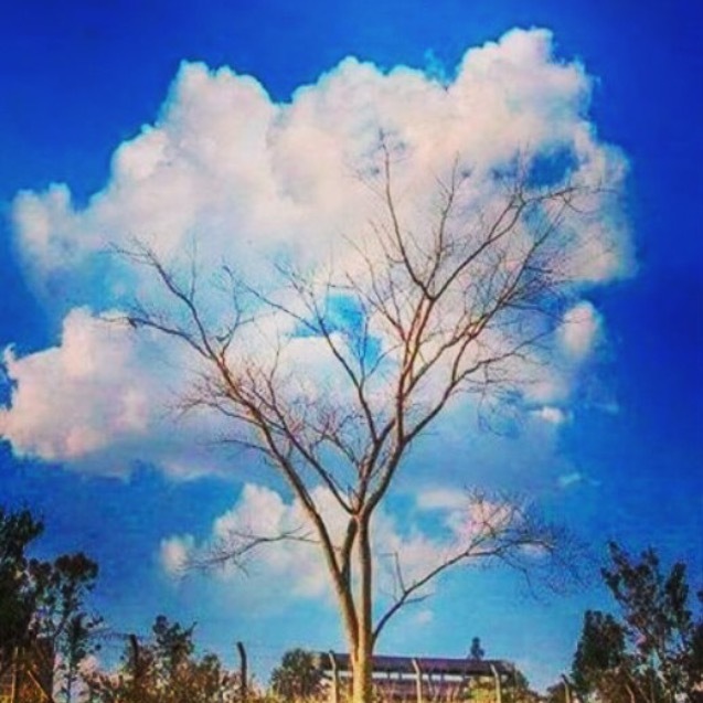 cloud tree... - Sky, Clouds, Tree, Nature, Harmony