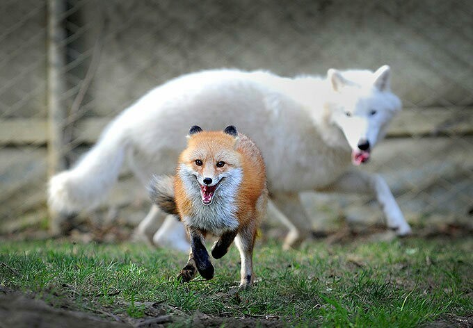 Friendship is like that :) - Fox, Wolf, friendship, Longpost