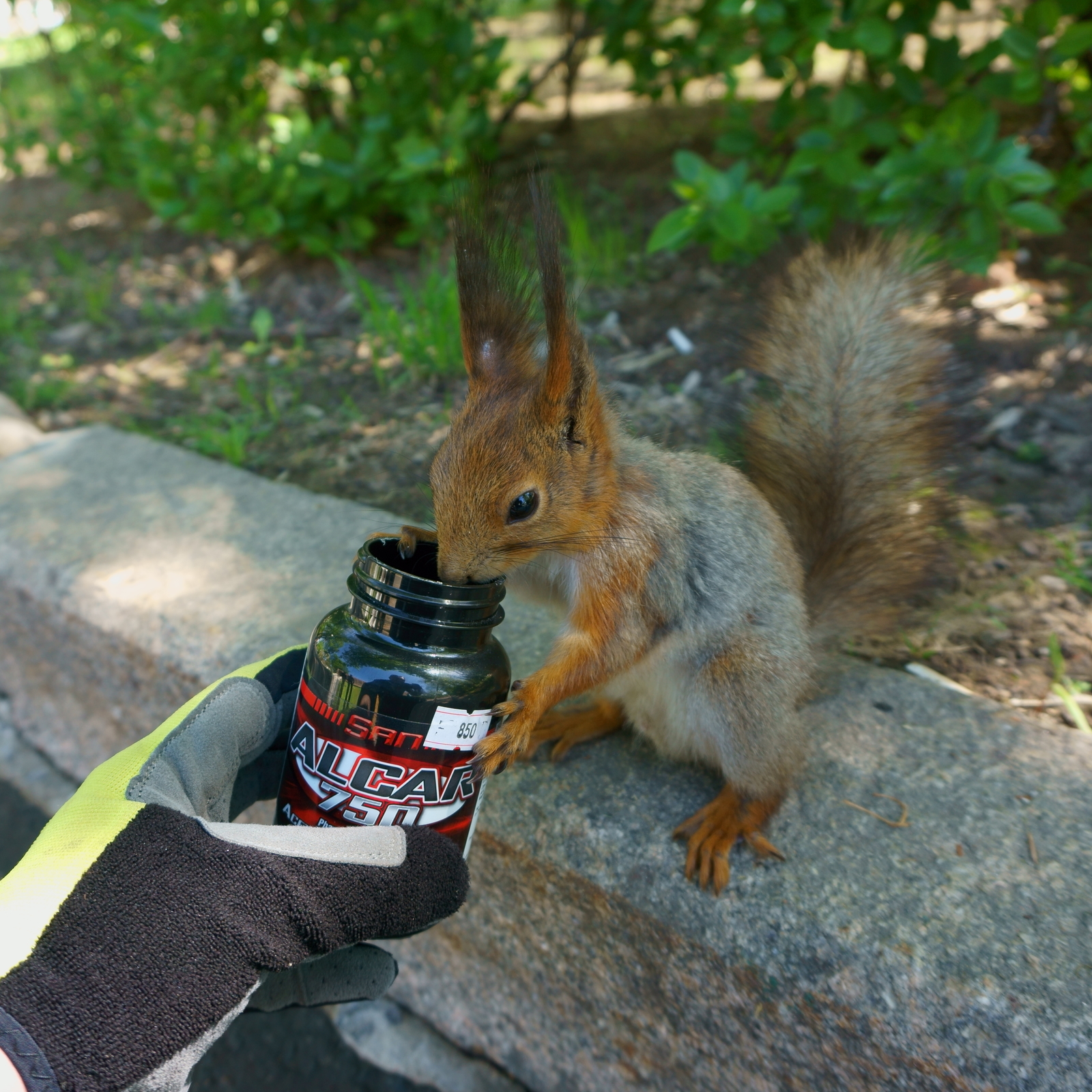 spring squirrels - My, Squirrel, Nuts, Gorky Park, Spring, Longpost