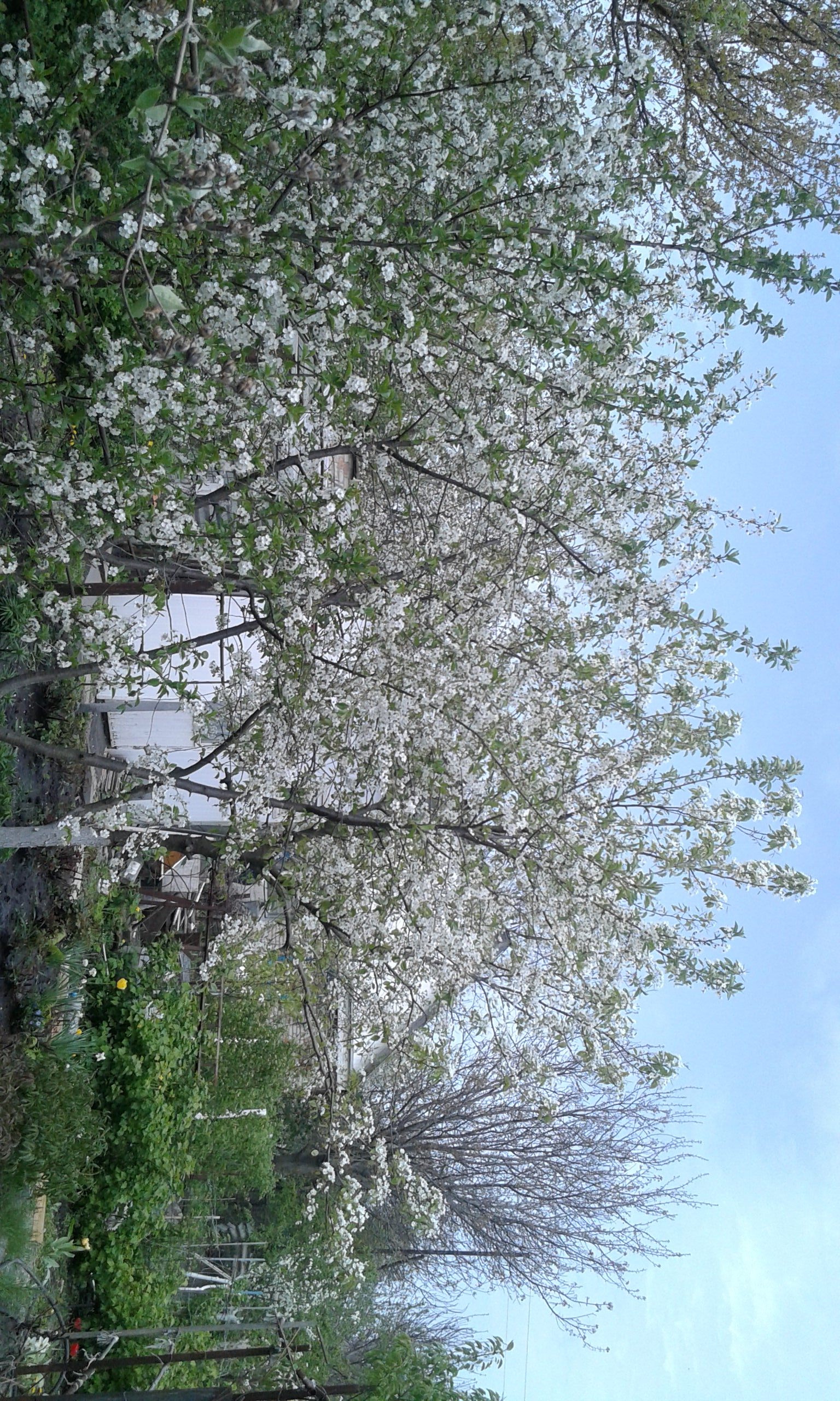 blooms - My, Dacha, Rostov region, Longpost