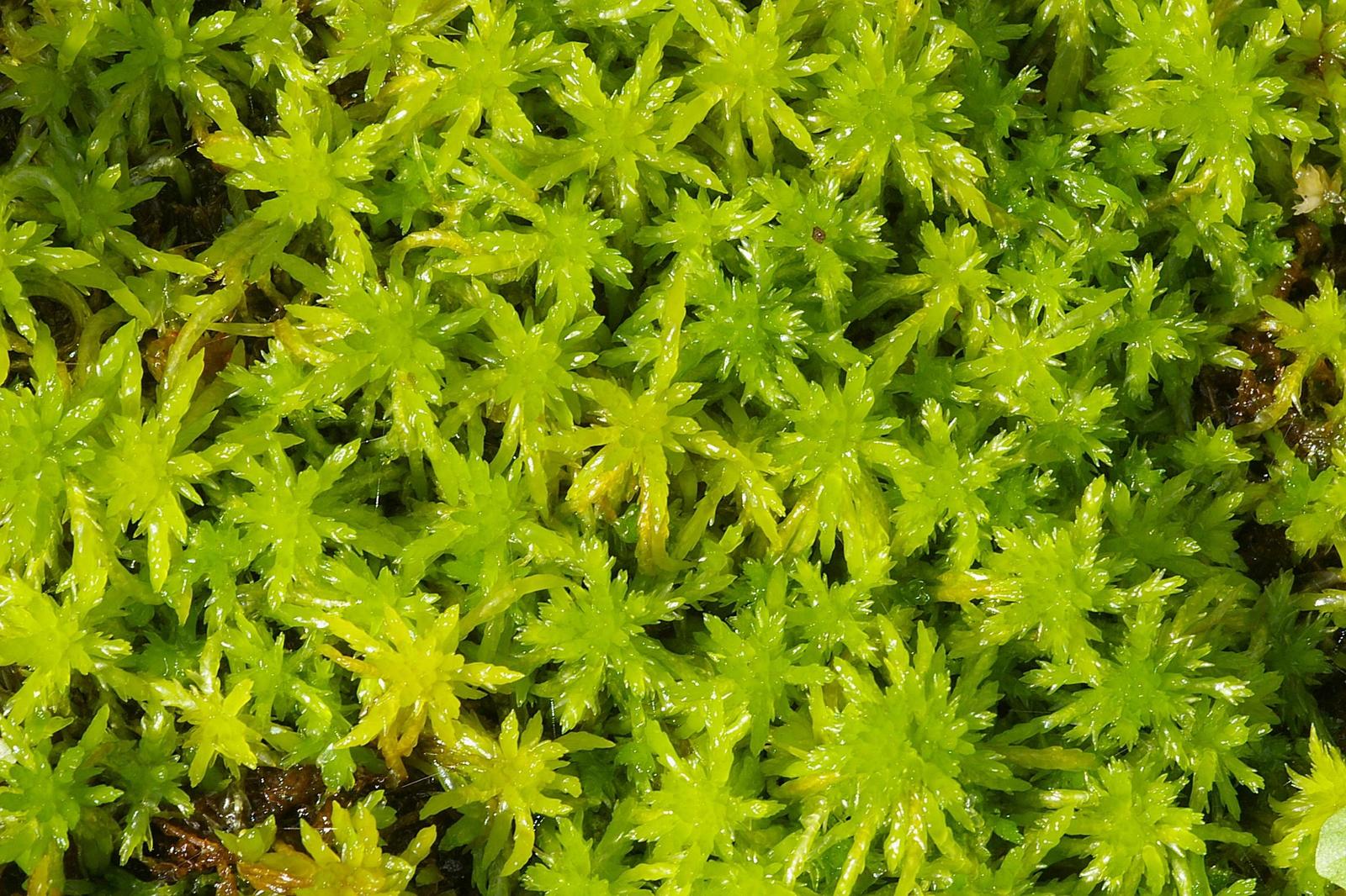 Just google Sphagnum - , Nature, Sphagnum, Moss