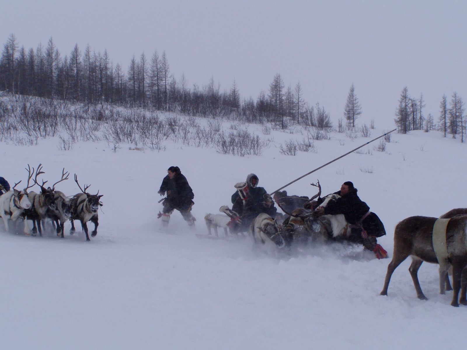 Wedding in the tundra - 2 - My, Yamal, Wedding, Tundra, Longpost