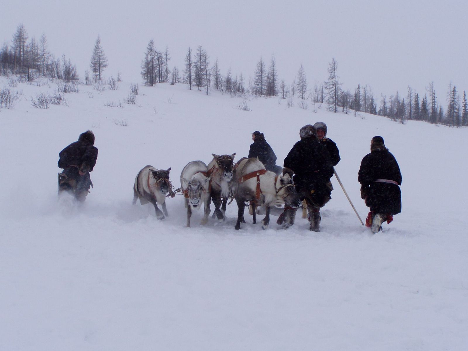 Wedding in the tundra - 2 - My, Yamal, Wedding, Tundra, Longpost