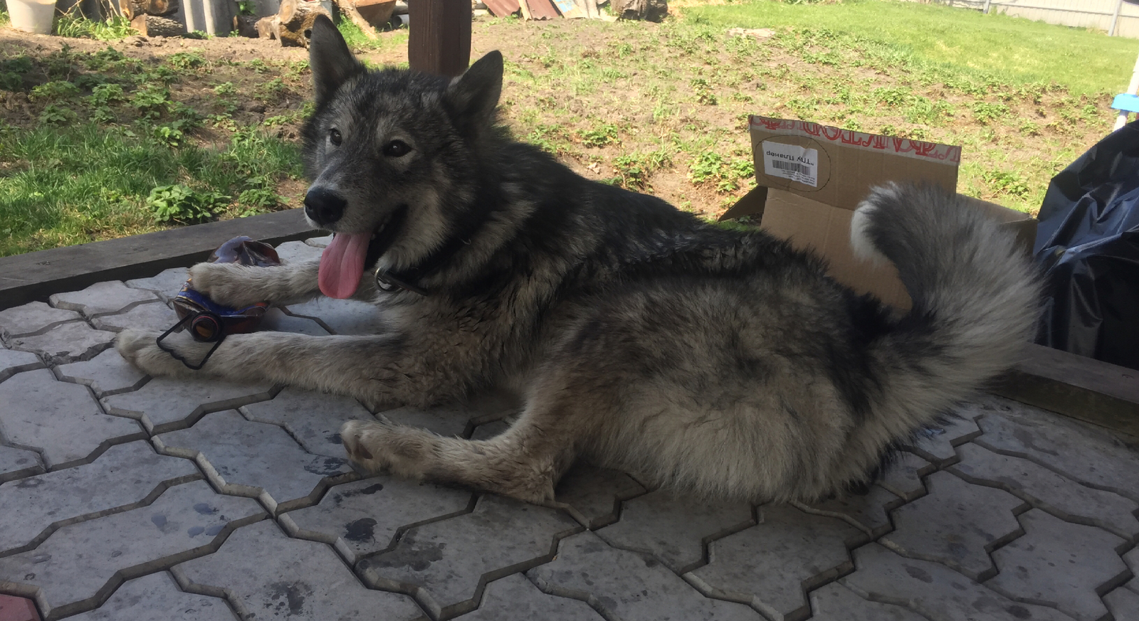 Malamute waiting for her man - , Help, Animal shelter, Alaskan Malamute, Dog, Longpost