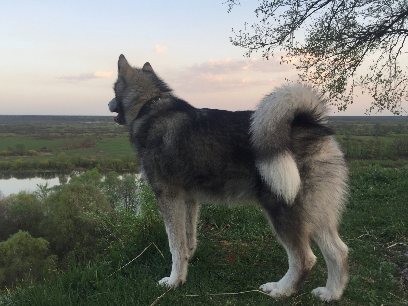 Malamute waiting for her man - , Help, Animal shelter, Alaskan Malamute, Dog, Longpost