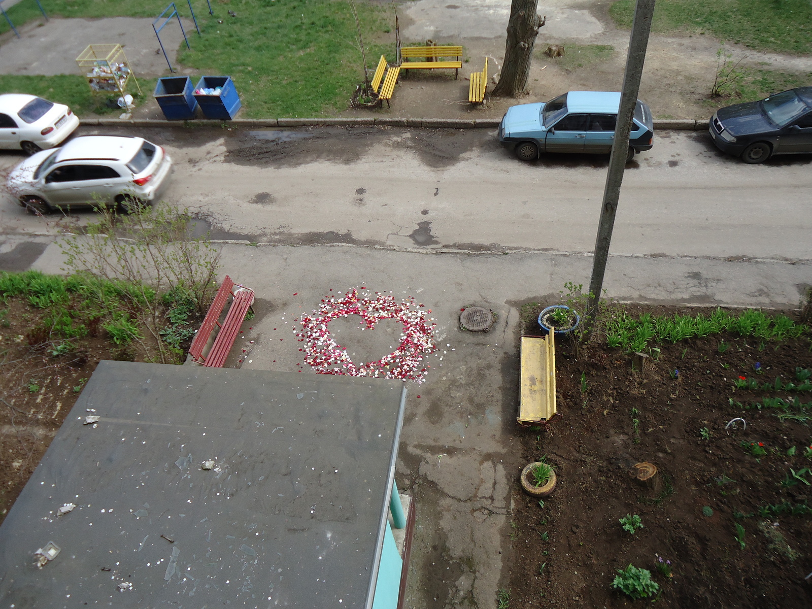 romantic spring - My, Pigeon, Petals, Romantic, Story, My, Holidays, A life, Longpost, Romance