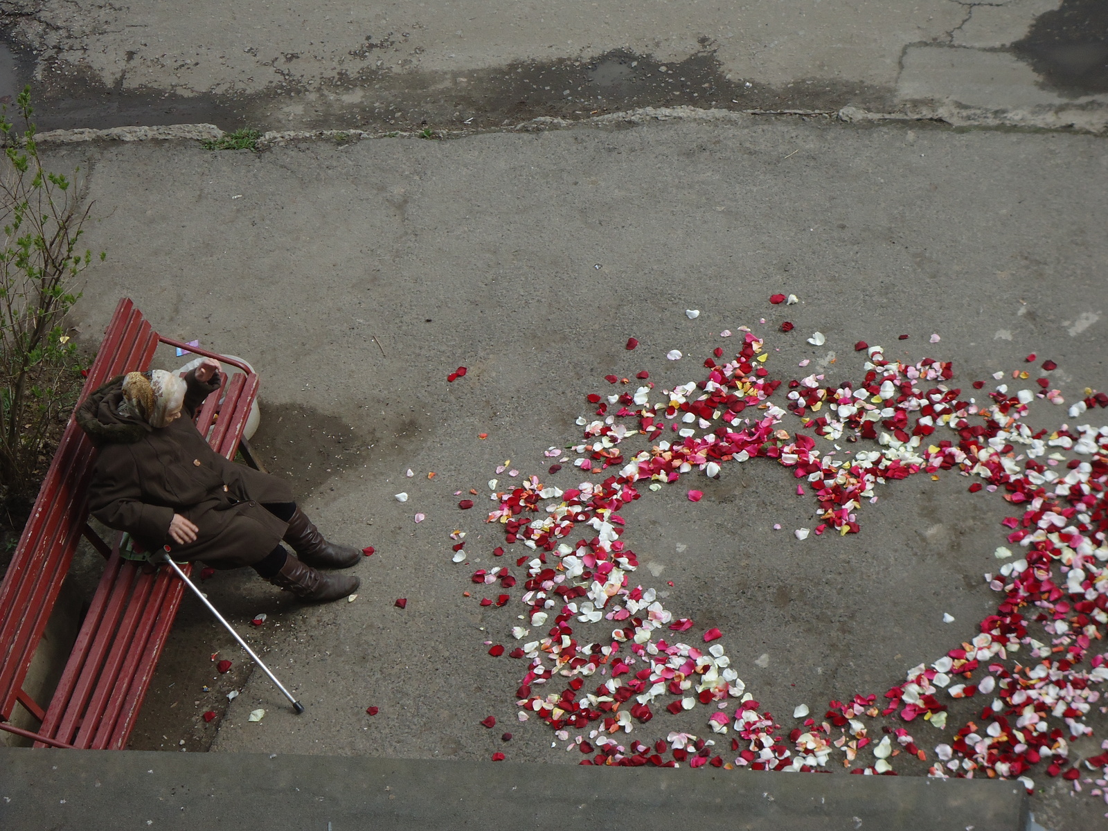 romantic spring - My, Pigeon, Petals, Romantic, Story, My, Holidays, A life, Longpost, Romance