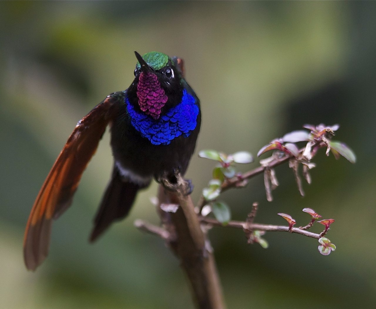 pomegranate-throated hummingbird - Hummingbird, Birds, Branch, 