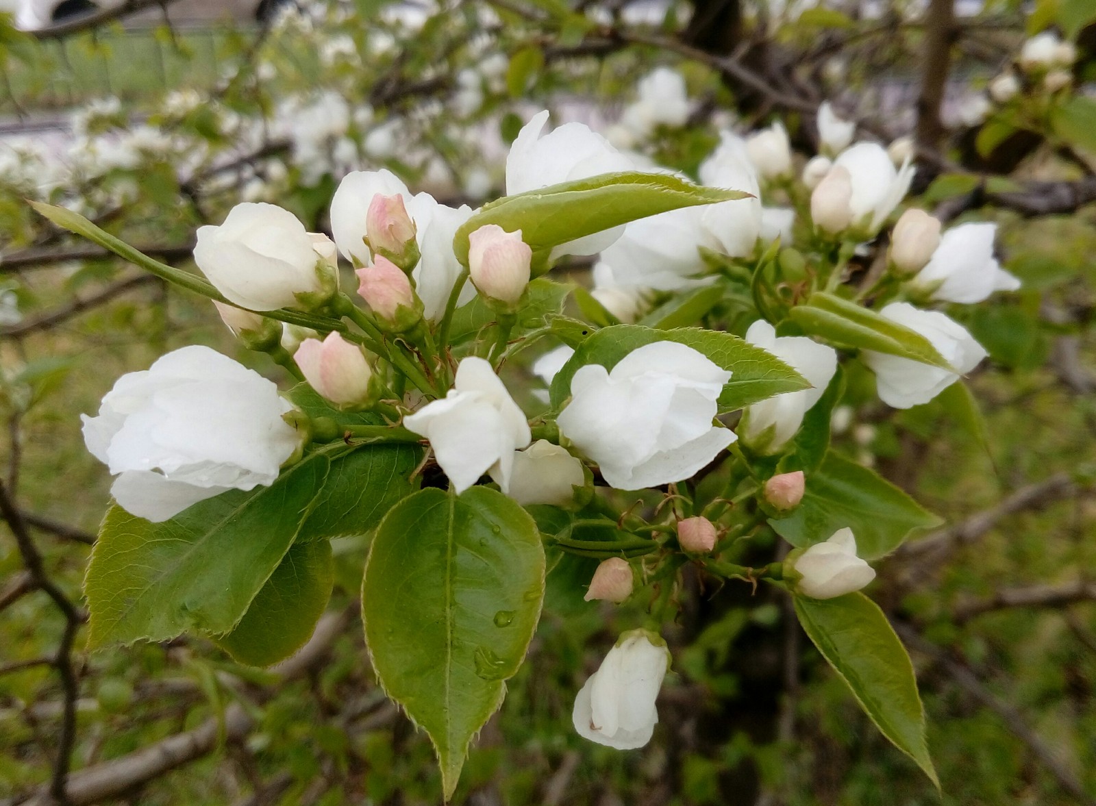 First apple blossom this year in Krasnoyarsk - My, Apple tree, Krasnoyarsk