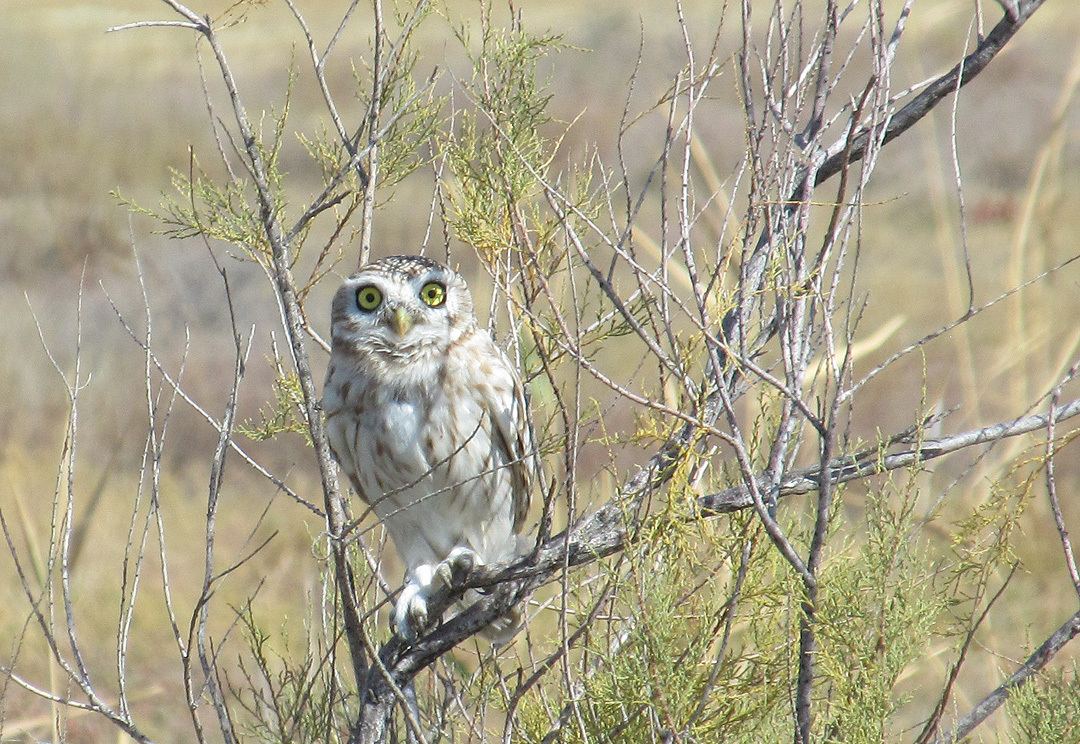 Owl from the shores of the Aral Sea - My, Owl, Aral Sea, Kazakhstan