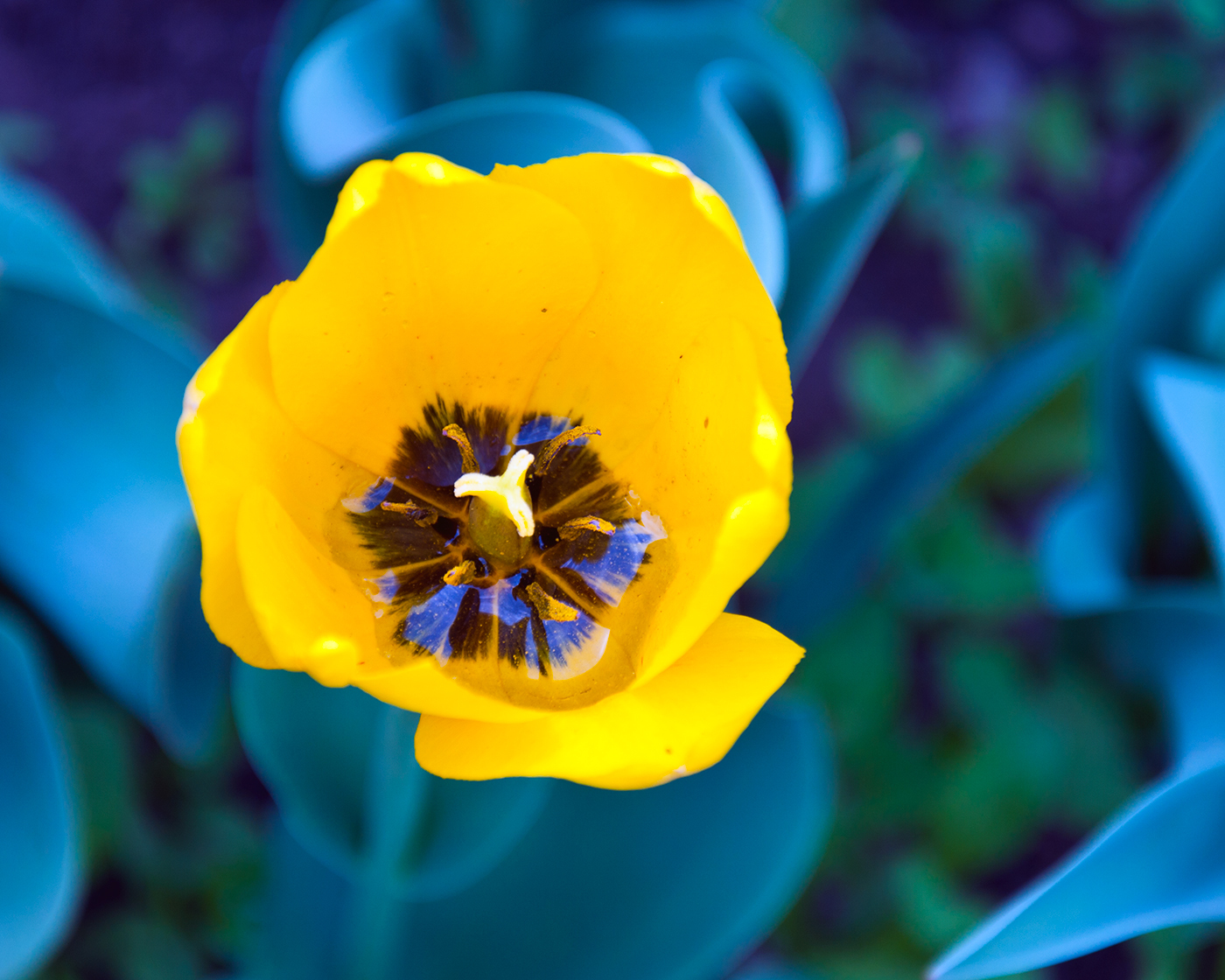 The messenger of separation... - My, The photo, Flowers, Tulips, Yellow, Dew