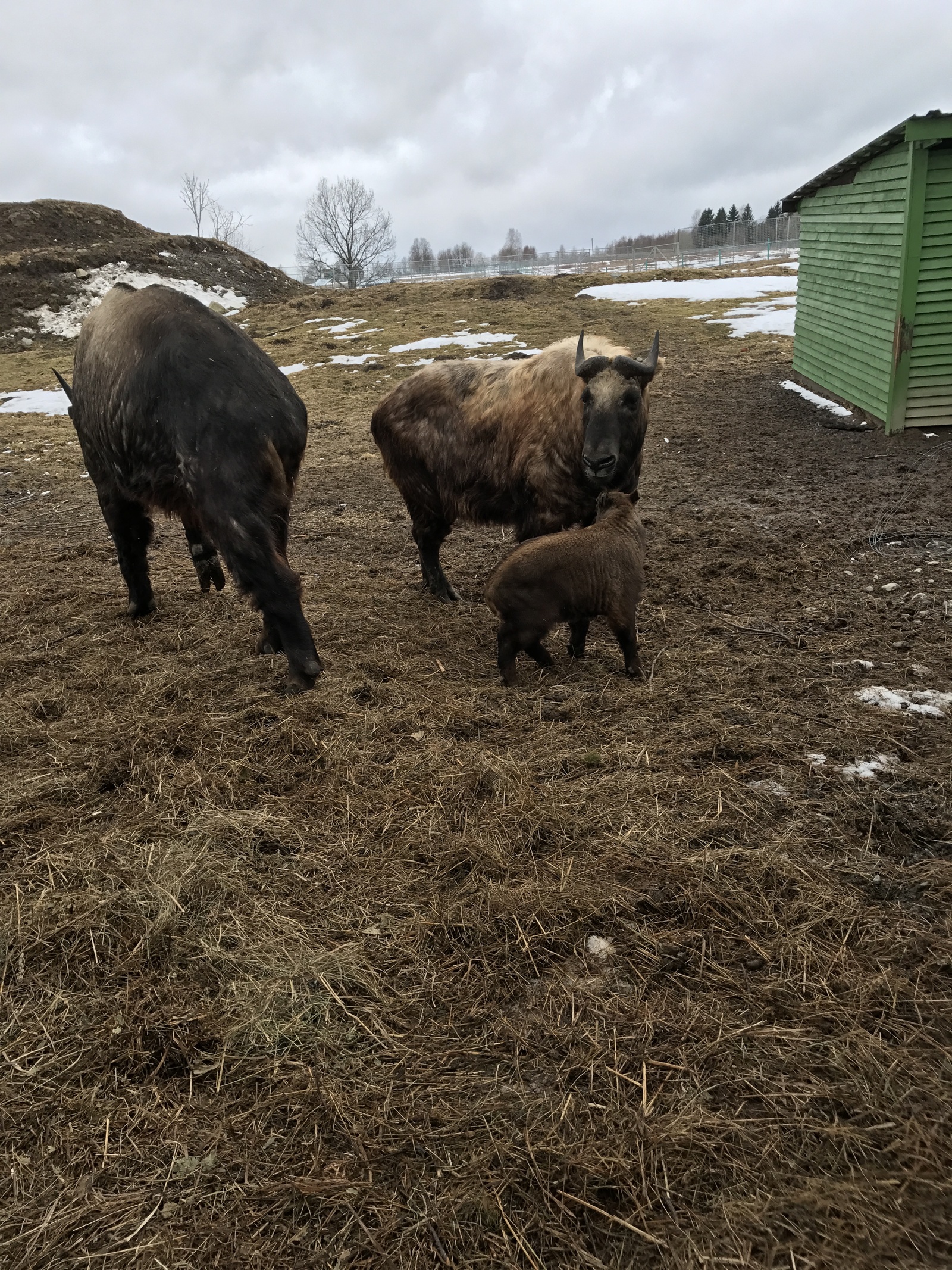 Menagerie of ungulates on the Black Stones, Karelia. - My, Карелия, Leisure, Menagerie, Ungulates, , Longpost