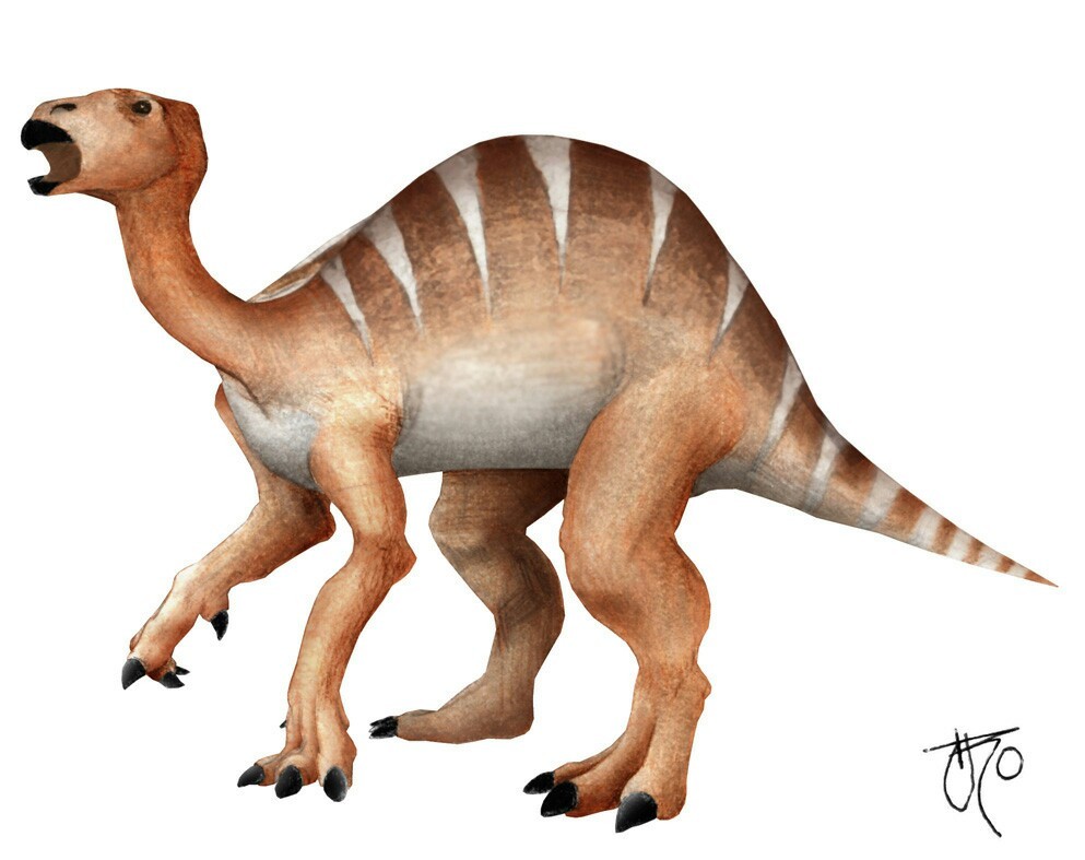 Iguanodon - Dinosaurs, Paleontology, Iguanodon, Longpost