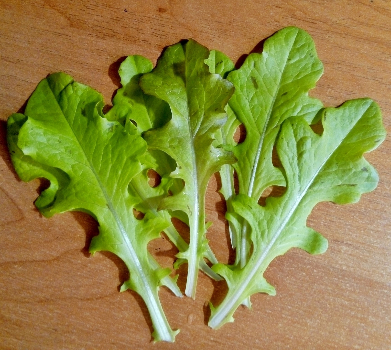 homemade salad - My, Salad, Vegetable garden on the windowsill, Greenery on the windowsill, Greenery, Longpost