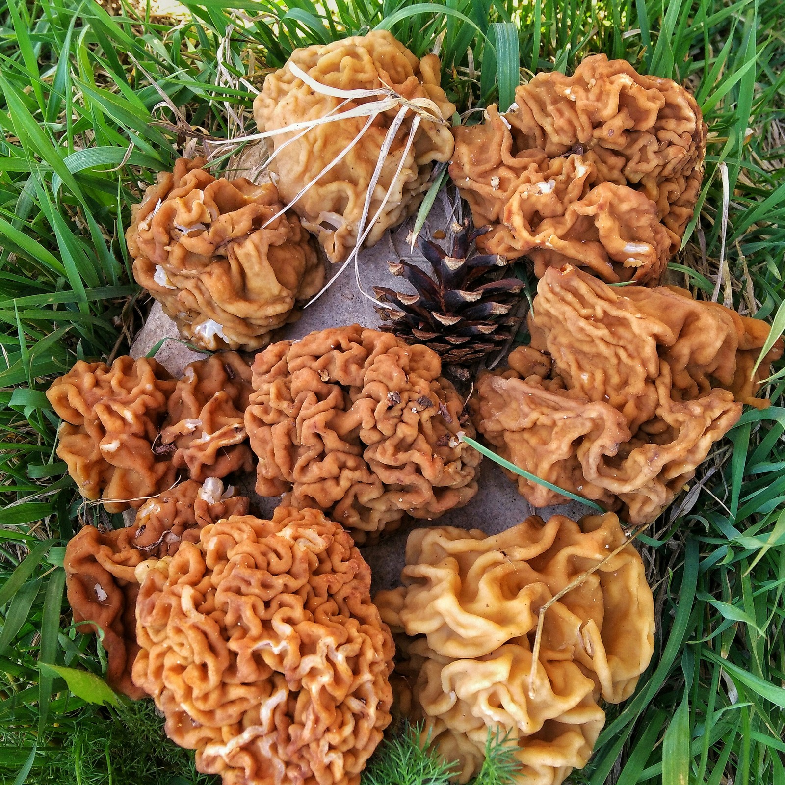 Spring, forest and mushrooms - My, The photo, Nature, Nizhny Novgorod, Longpost