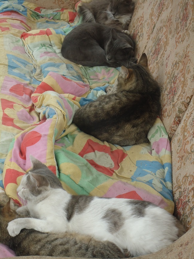 My personal Cotoland 74 - cat, Shelter, Help, Lipetsk, Kindness, Cotoland, Longpost, Shelter Cotoland