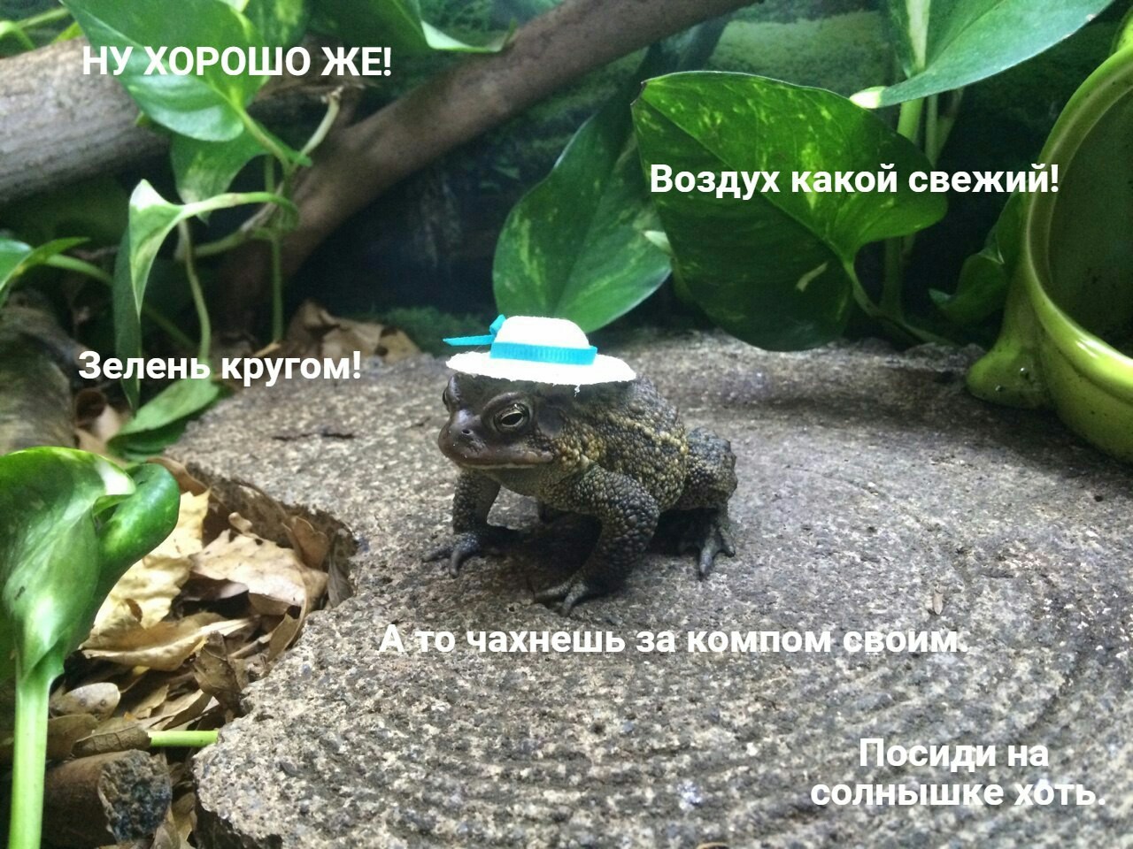 When my parents bring me to the country. - Vital, Dacha, Frogs