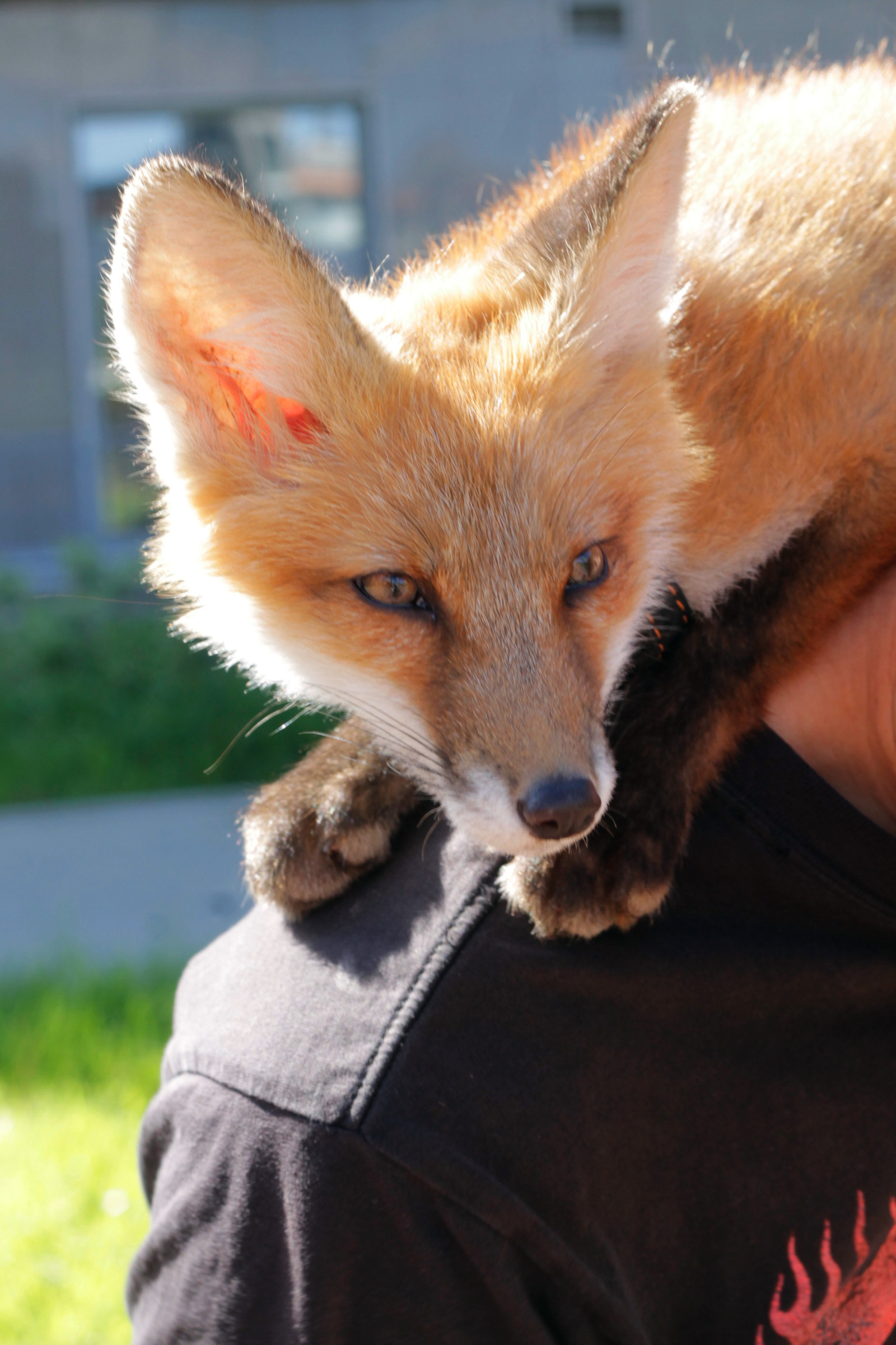 When Sonya was a fox (many photos) - My, Fox, Domestic fox, Sonya the domestic fox, Domestic foxes, Milota, Longpost