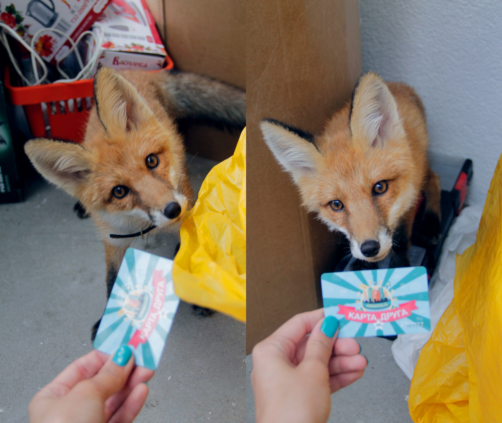 When Sonya was a fox (many photos) - My, Fox, Domestic fox, Sonya the domestic fox, Domestic foxes, Milota, Longpost