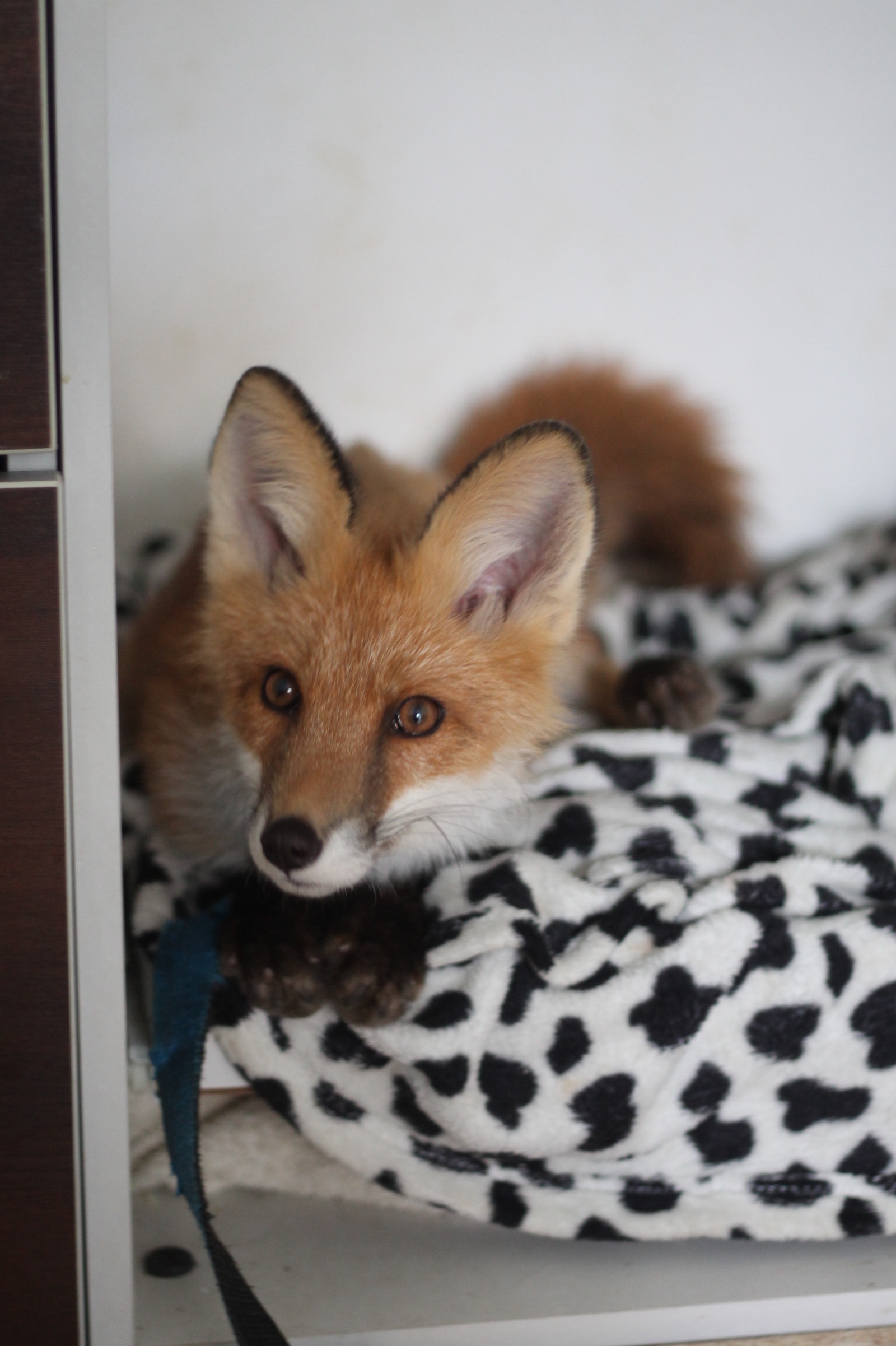 When Sonya was a fox (many photos) - My, Fox, Domestic fox, Sonya the domestic fox, Domestic foxes, Milota, Longpost