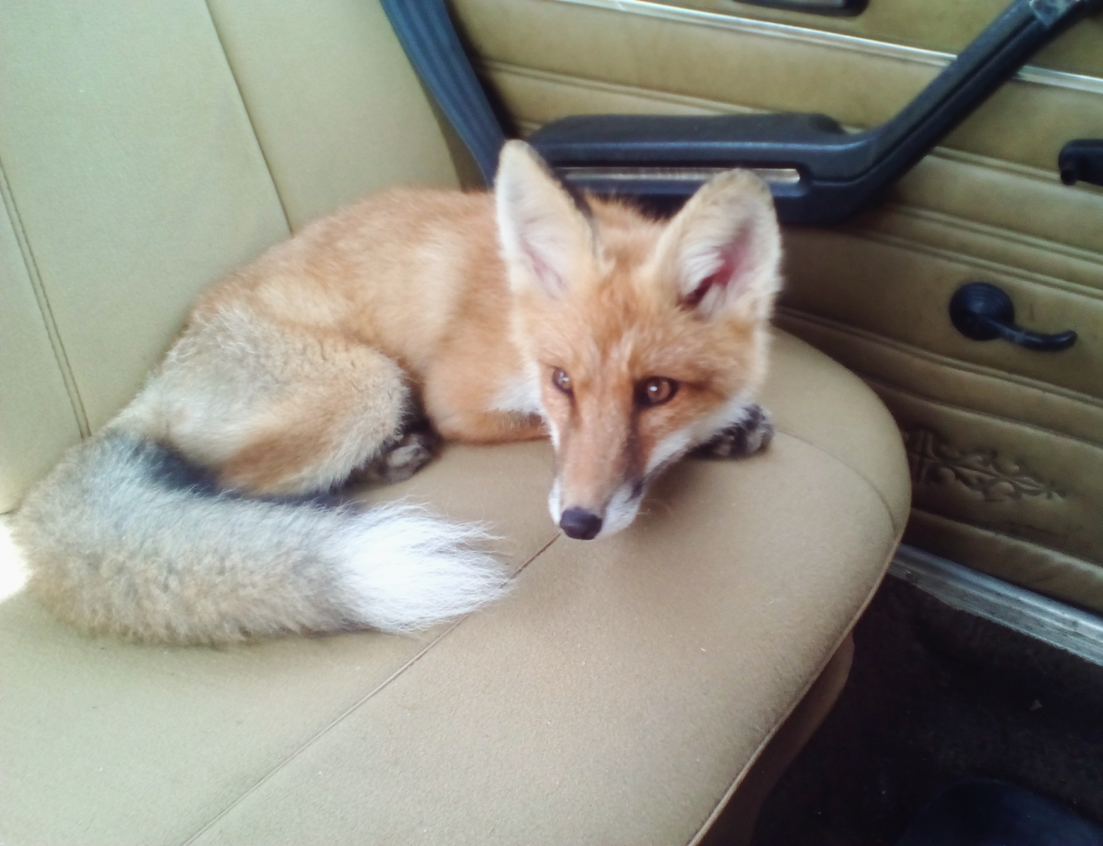 When Sonya was a fox (many photos) - My, Fox, Domestic fox, Sonya the domestic fox, Domestic foxes, Milota, Longpost