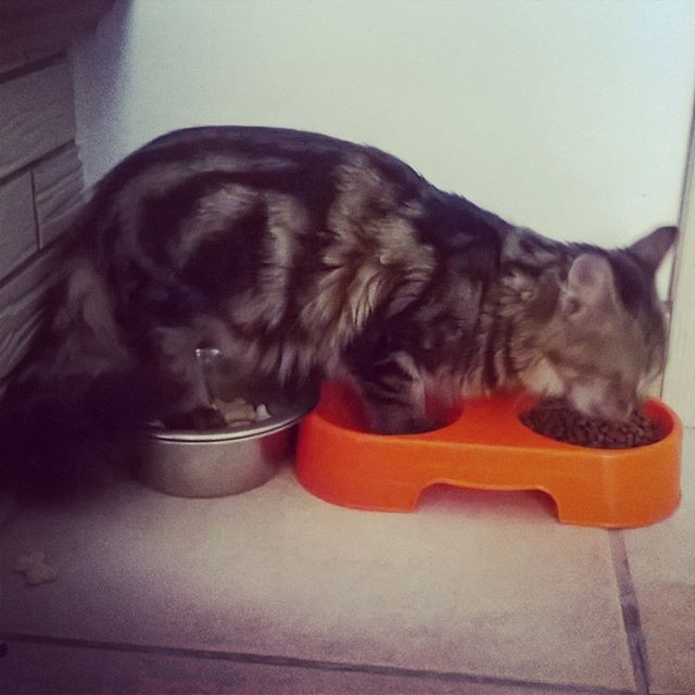 Need more bowls - cat, Convenience