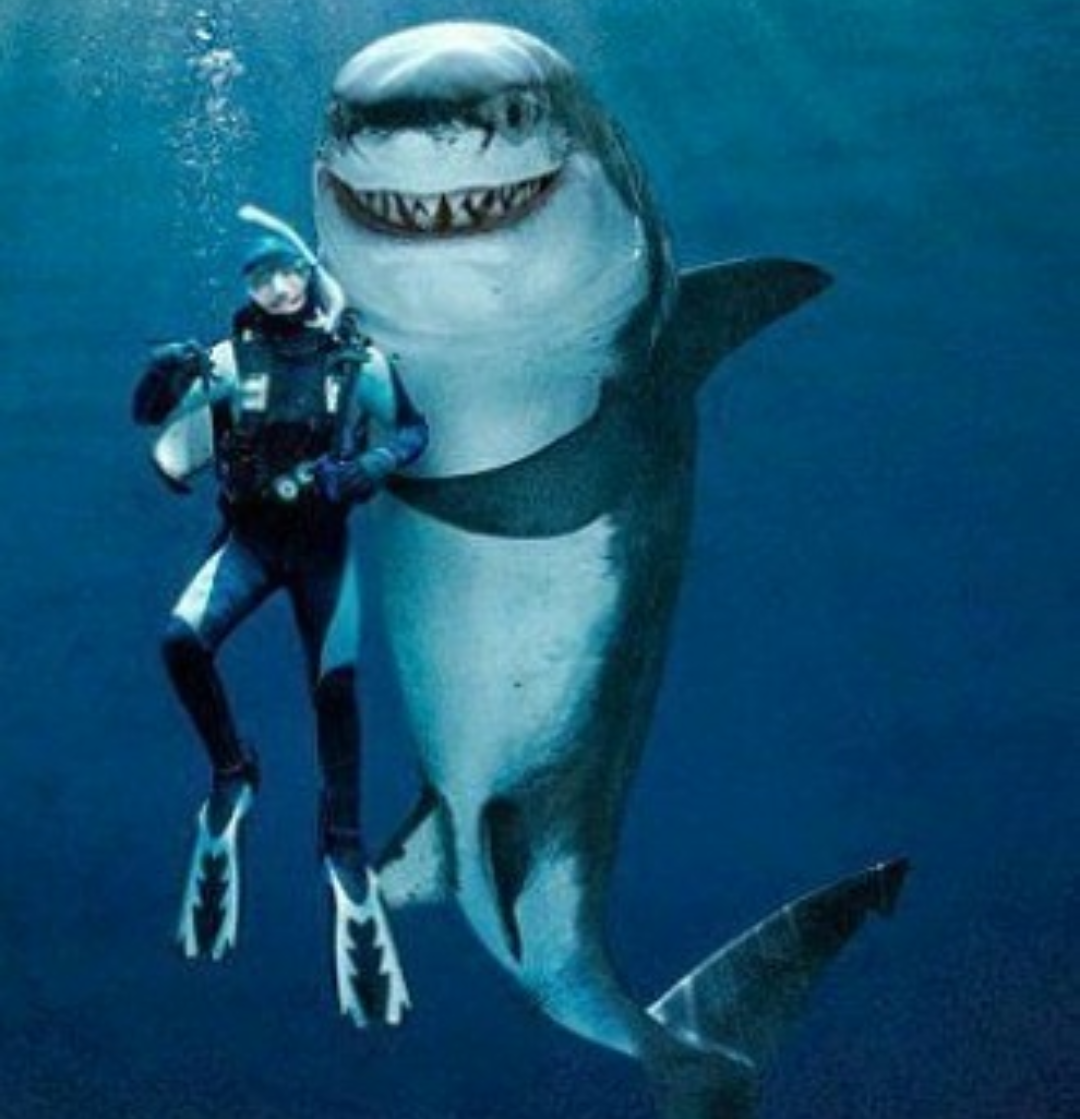 Say syyyyyyyyr) - Shark, Person, The photo