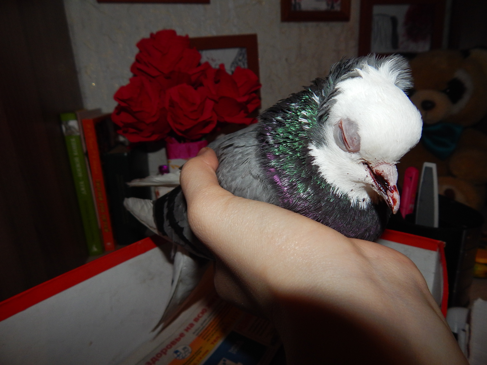 Pikabushniki, help pigeon! - Pigeon, The rescue, My