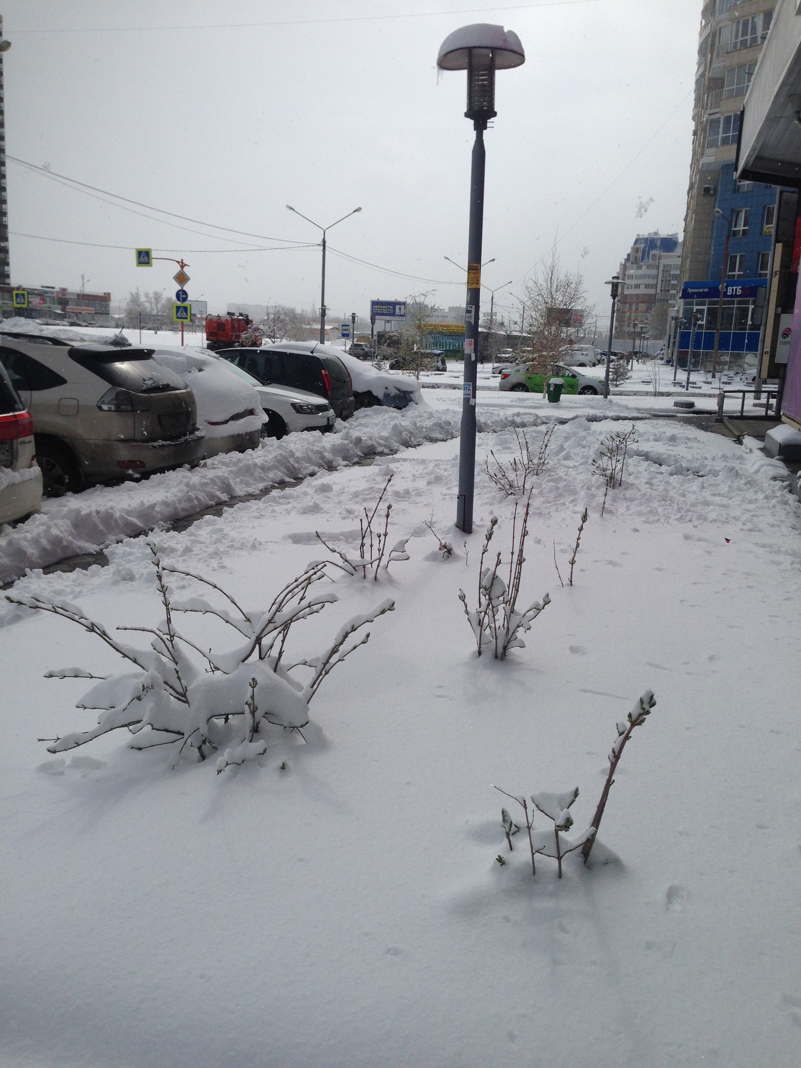 Прогноз погоды красноярский. Погода Красноярск снег. Красноярск погода сугробы. Красноярск сегодня фото погода. Снег в мае в Москве когда был.