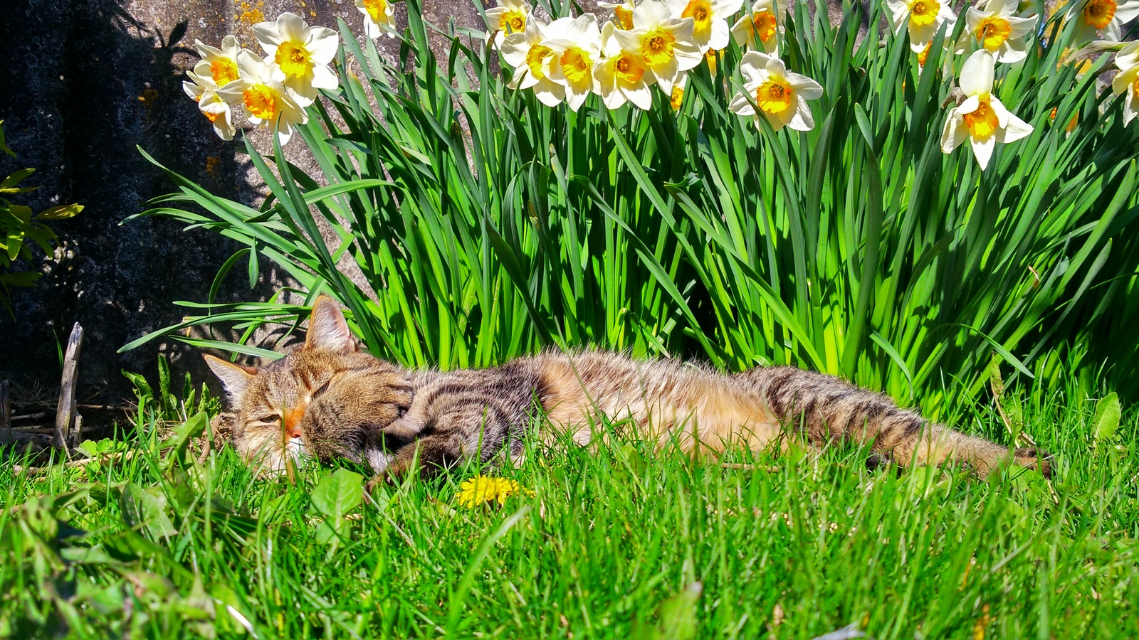 May cat in your feed. - My, Pets, cat, Pet, Spring, Milota, Longpost, Pet