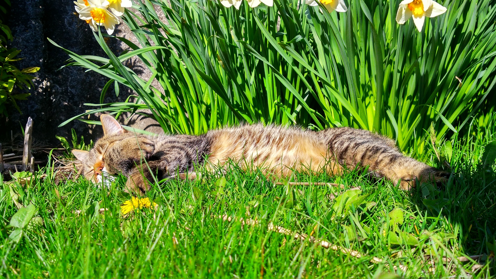 Майского кота Вам в ленту. - Моё, Домашние животные, Кот, Питомец, Весна, Милота, Длиннопост, Домашний любимец