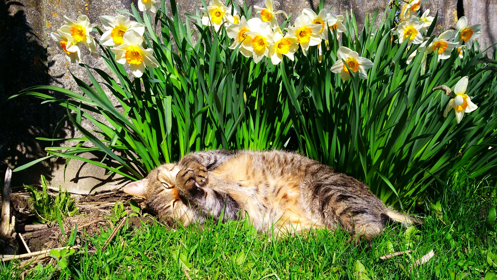 May cat in your feed. - My, Pets, cat, Pet, Spring, Milota, Longpost, Pet