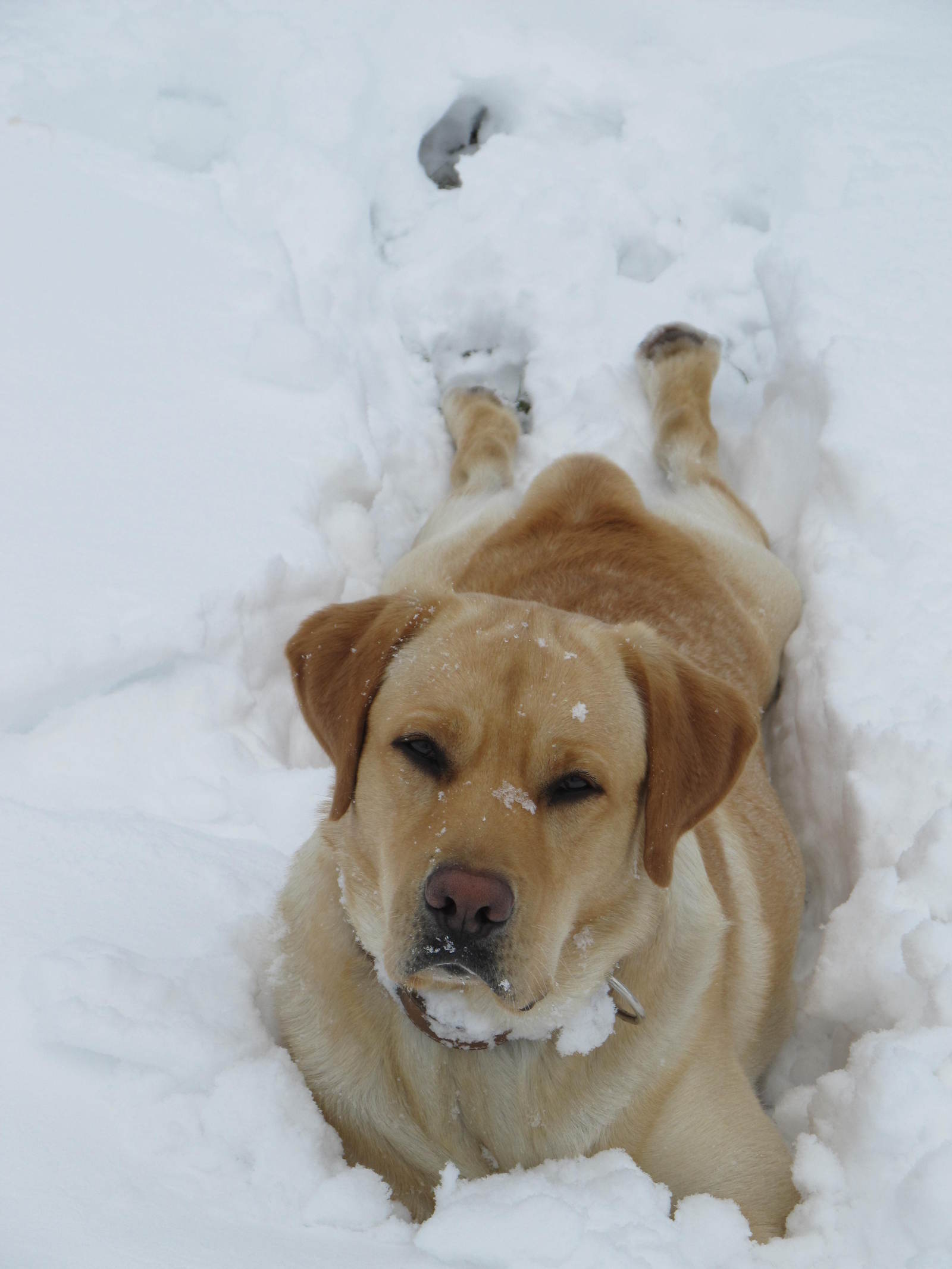 To whom is the war, and to whom .... - My, Winter, Snowball, Bliss, Dog, trudges, Video, Longpost