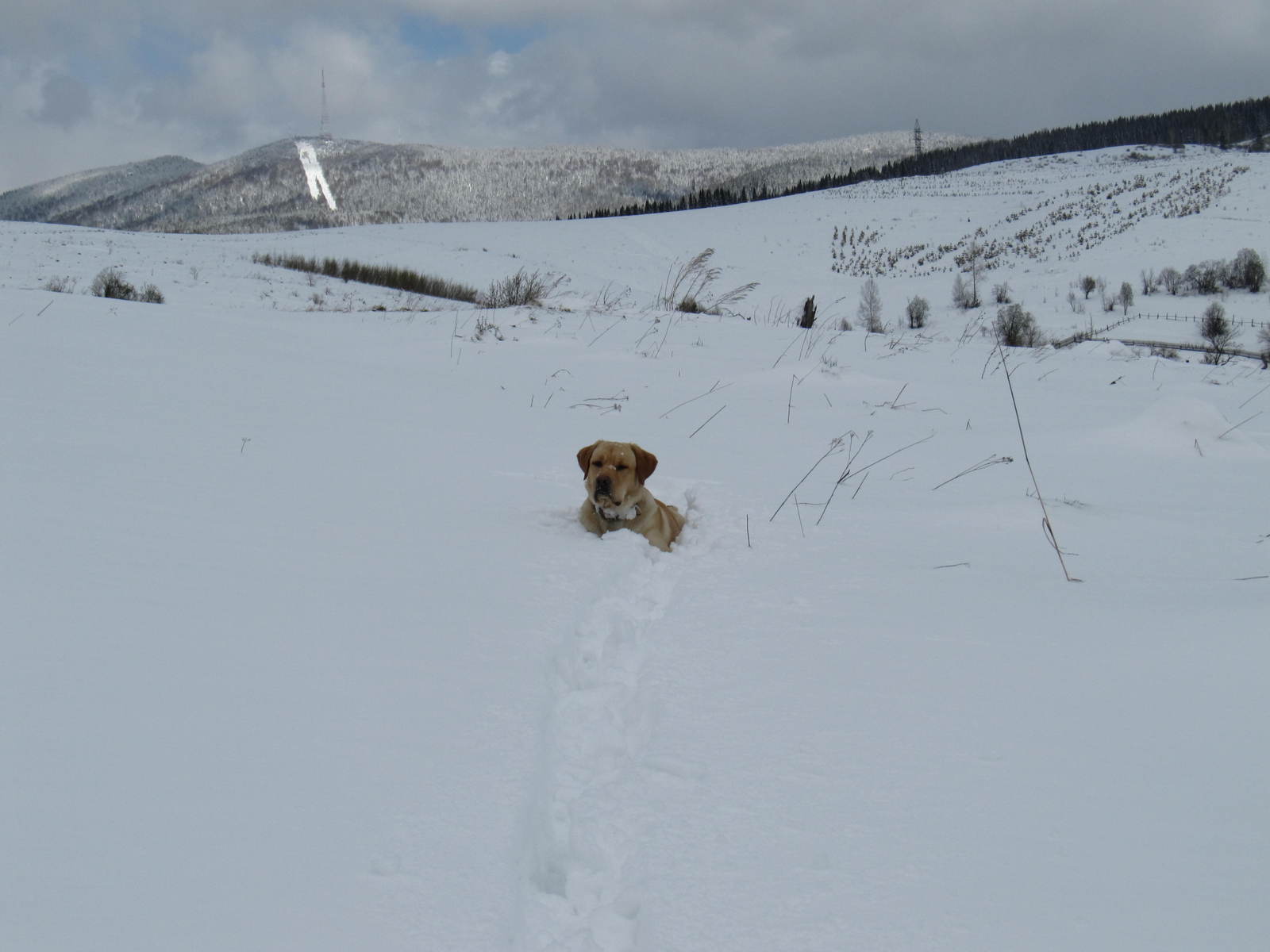 To whom is the war, and to whom .... - My, Winter, Snowball, Bliss, Dog, trudges, Video, Longpost