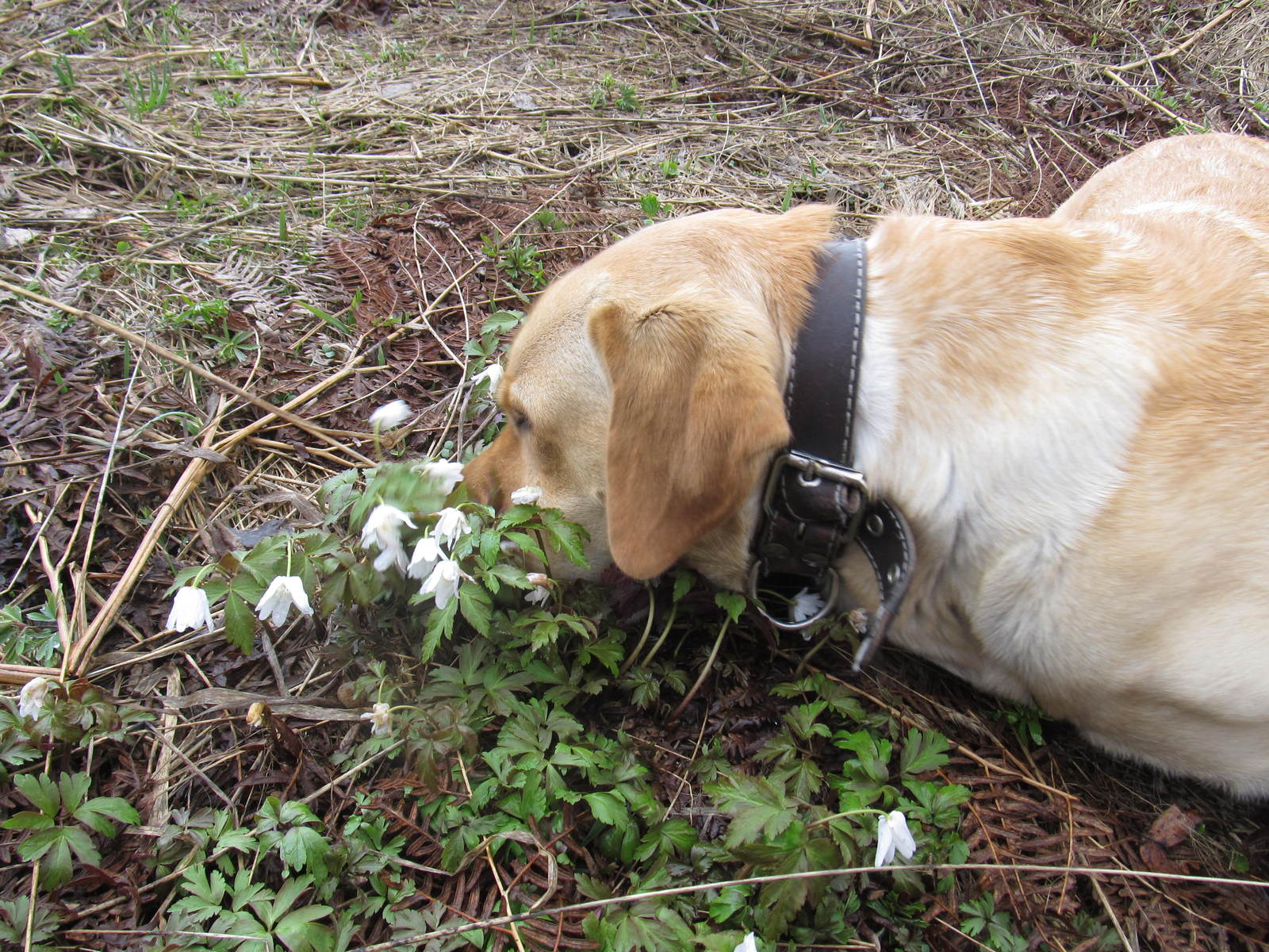 To whom is the war, and to whom .... - My, Winter, Snowball, Bliss, Dog, trudges, Video, Longpost