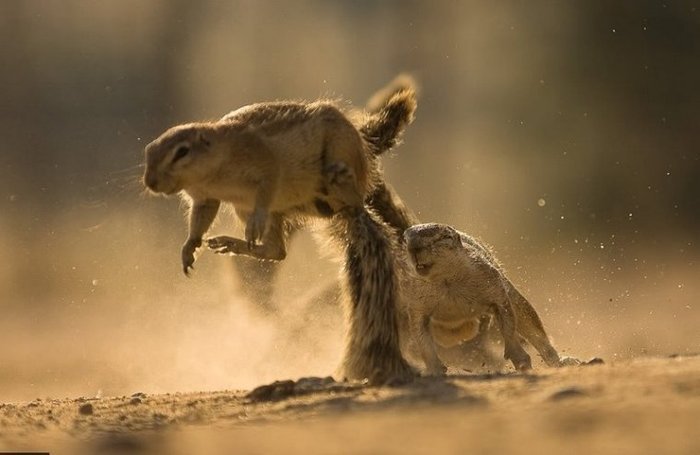 When the pair closed the last tail - Meerkat, Bounce