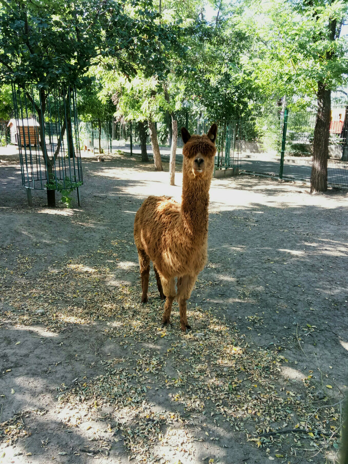 Alpaca knows style - My, Alpaca, Zoo