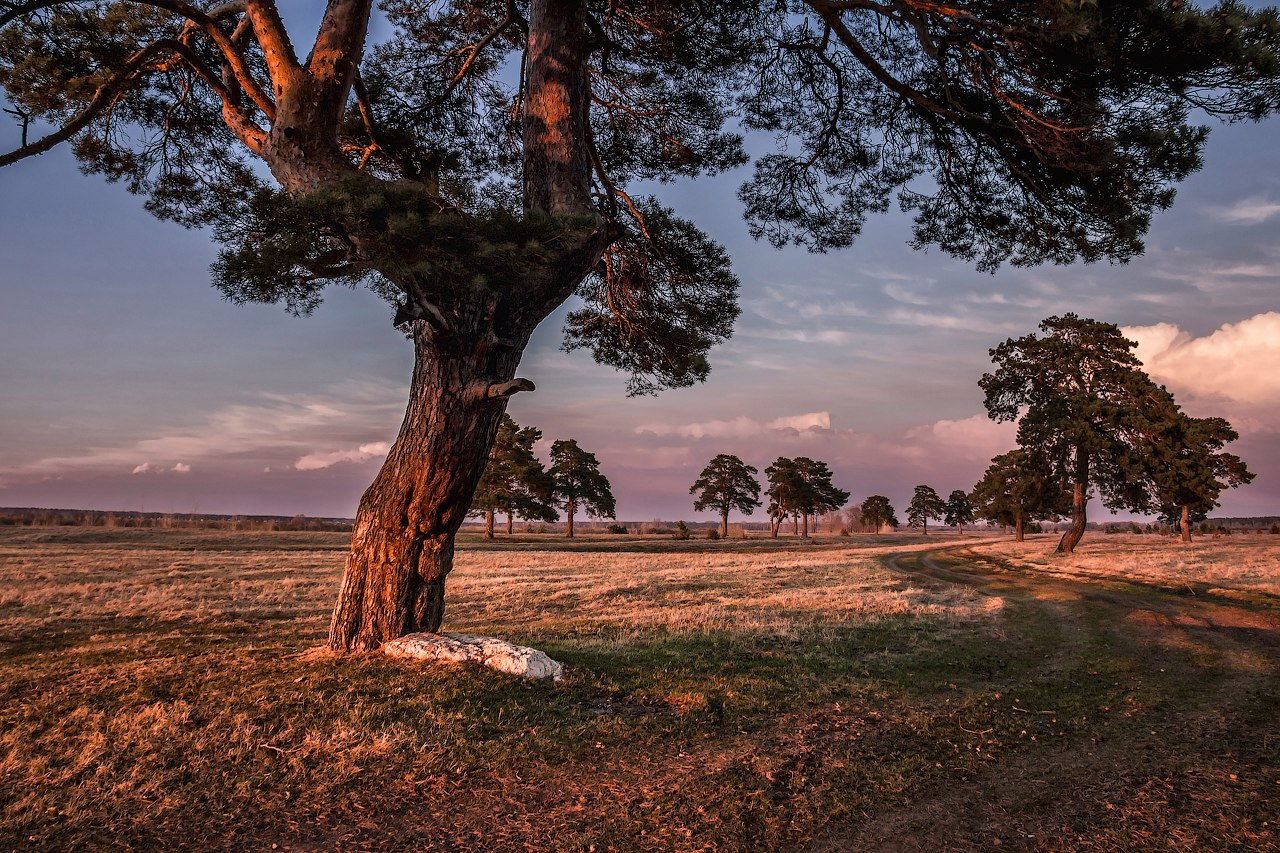 Tyumen Oblast - Tyumen region, Russia, Evening, The photo, Nature, Landscape, Summer, Longpost