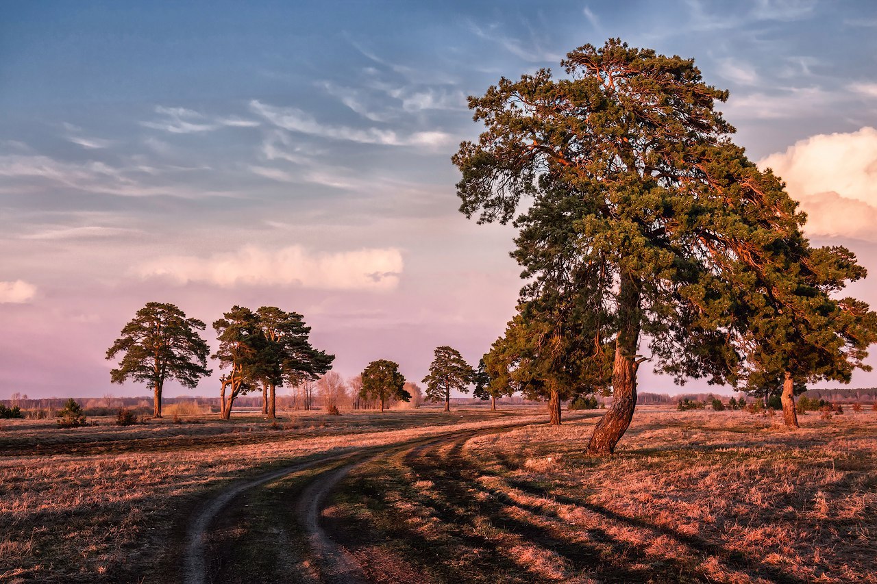 Tyumen Oblast - Tyumen region, Russia, Evening, The photo, Nature, Landscape, Summer, Longpost