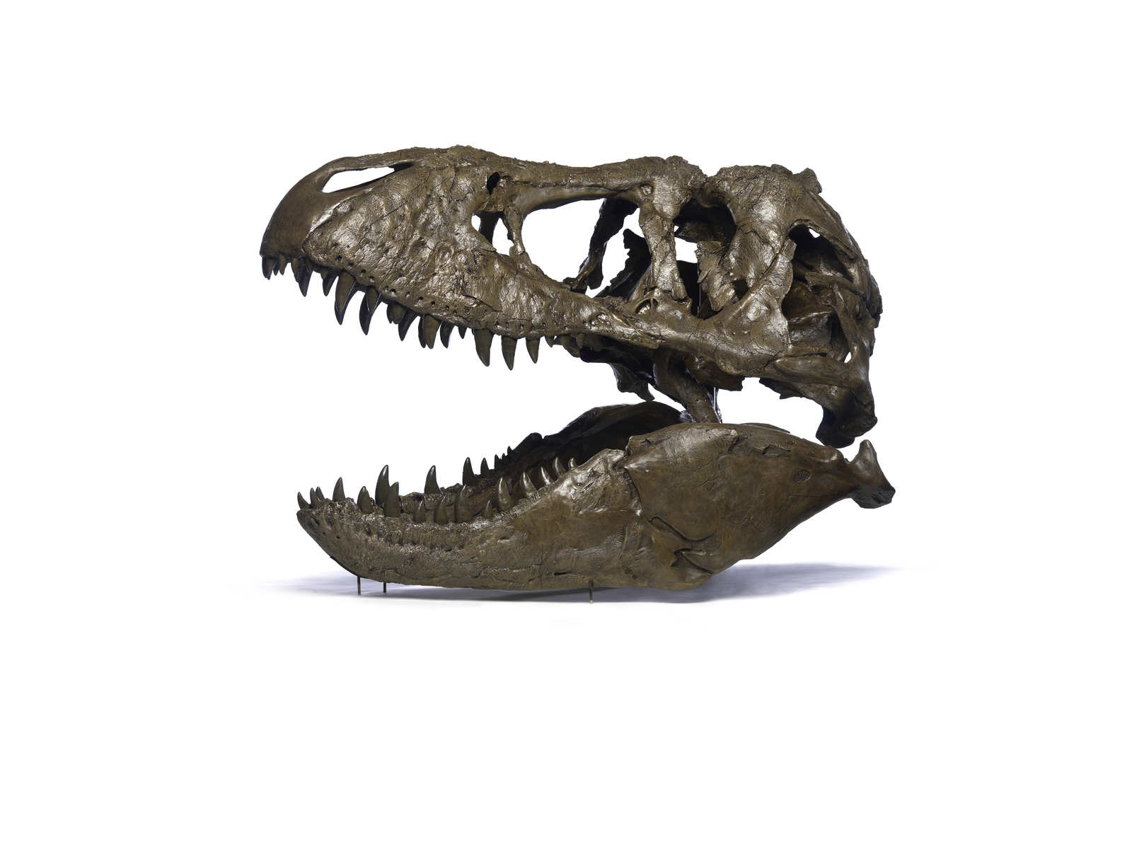 The famous T.Rex. - My, Paleontology, Dinosaurs, Tyrannosaurus, Hunting, Longpost