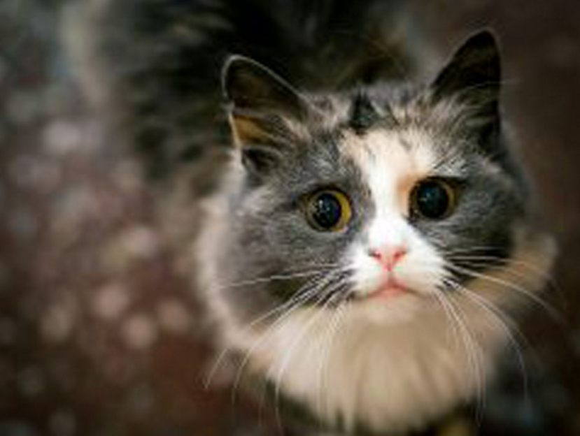 A homeless cat almost kicked out the owners of an apartment in Saratov - cat, 