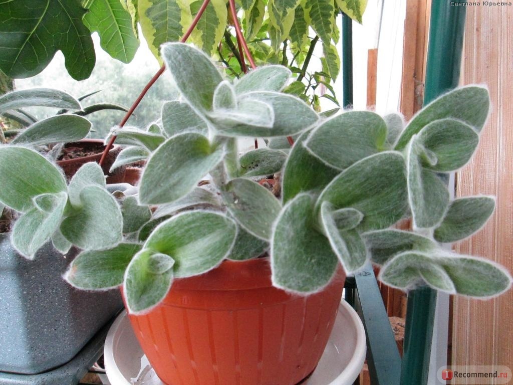 Plants for the winter garden. - Winter Garden, Plants, Tradescantia, , , , , Longpost