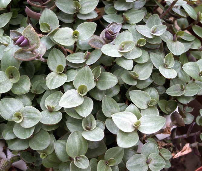 Plants for the winter garden. - Winter Garden, Plants, Tradescantia, , , , , Longpost